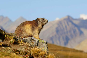 Marmota marmota
