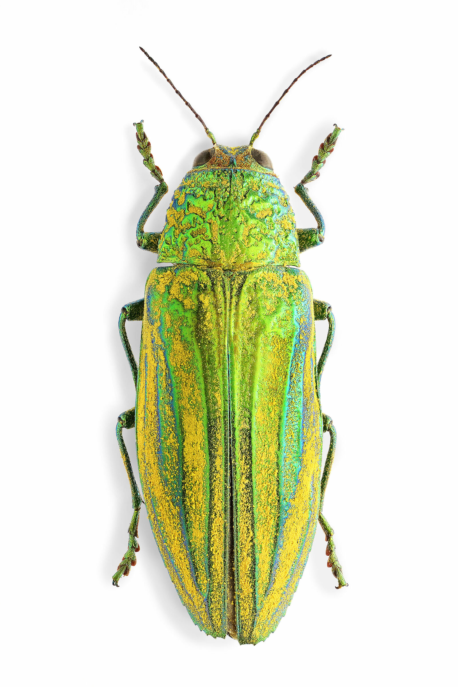 Pseudotaenia frenchi