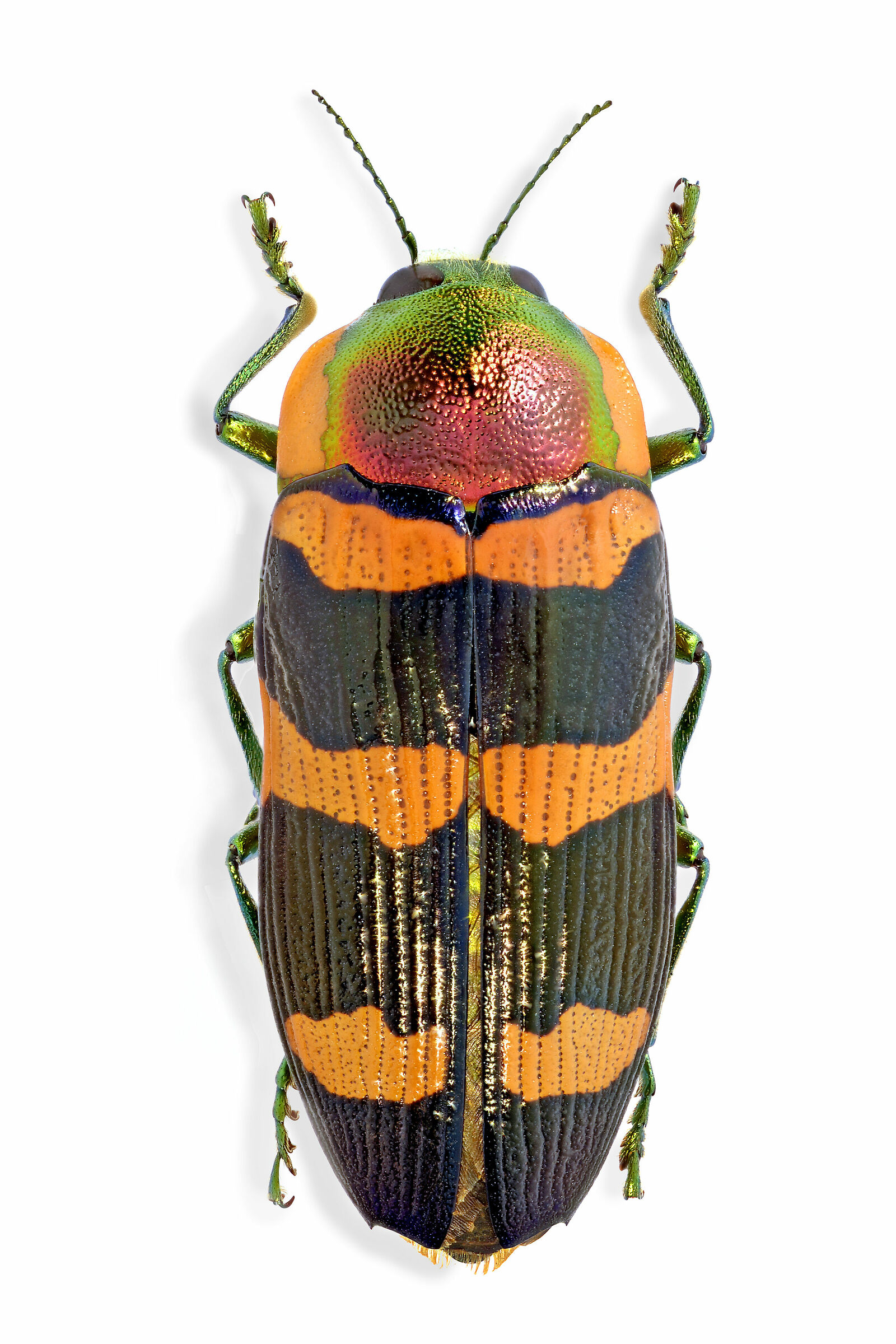 Themognatha macfarlanei