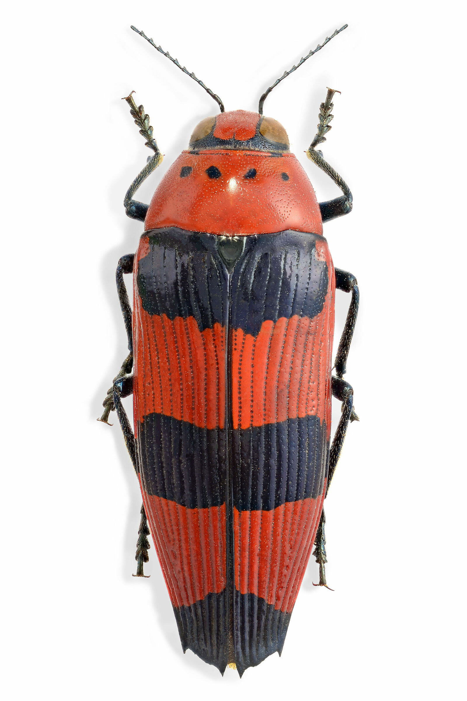 Pseudyperantha bloetei