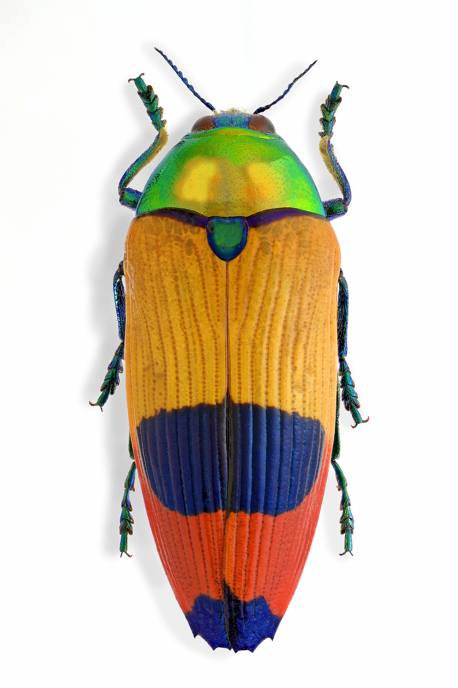 Metaxymorpha nigrofasciata