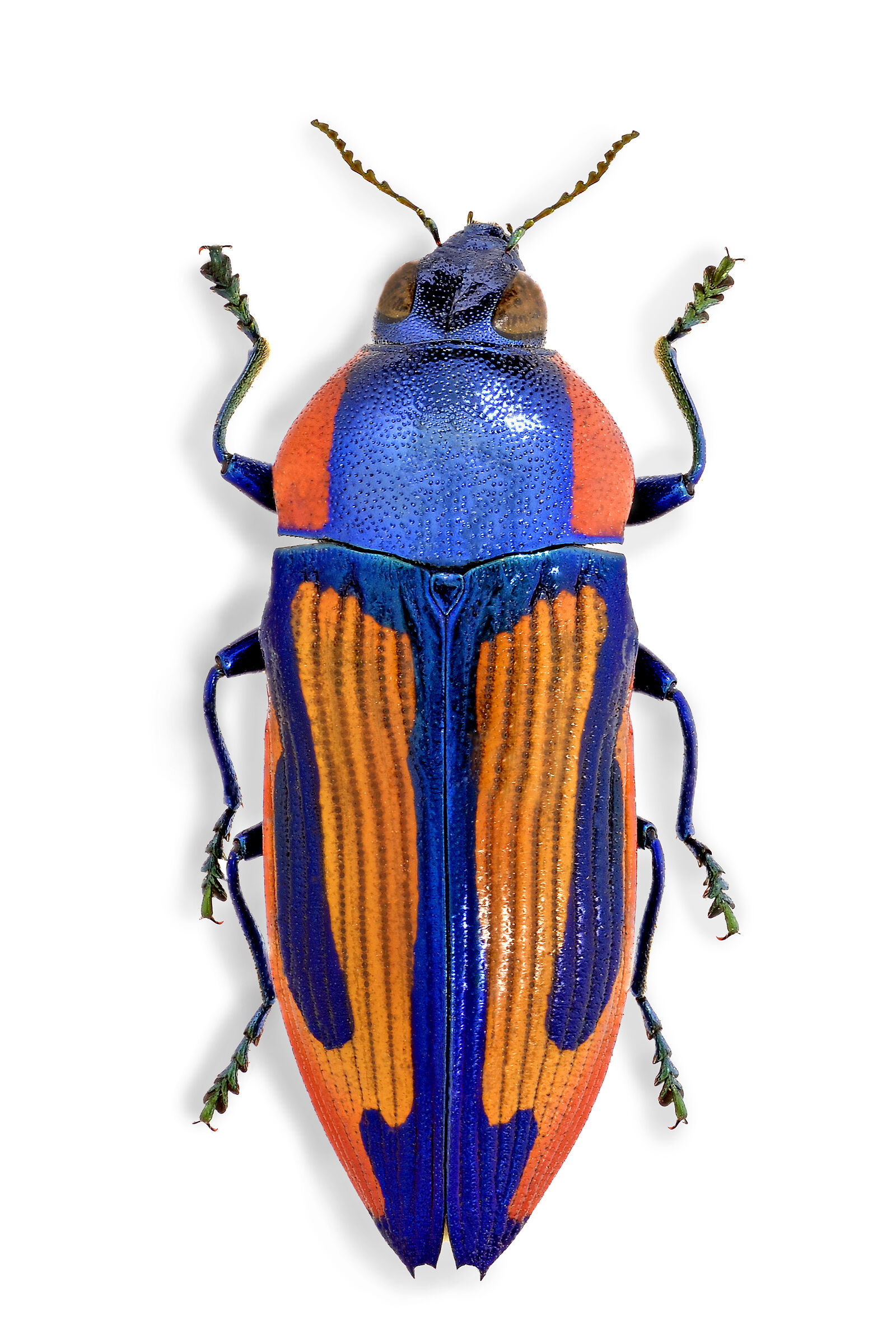 Castiarina amabilis