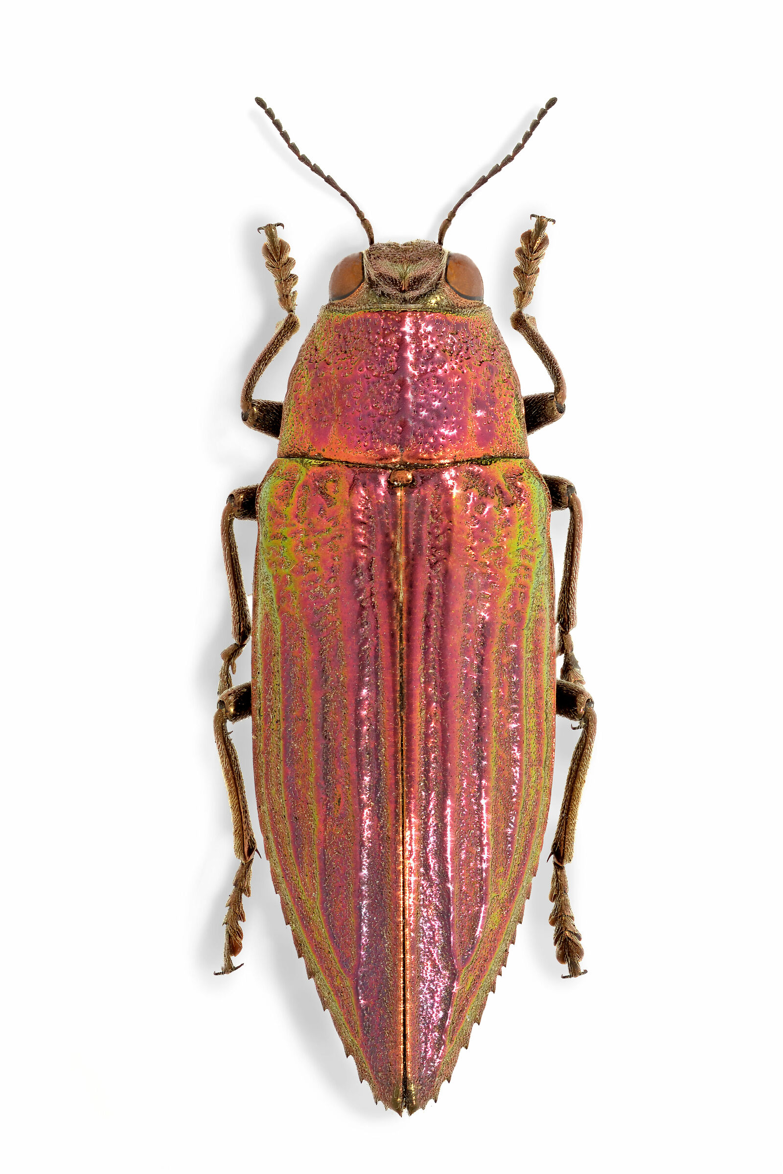 Chrysodema eximia