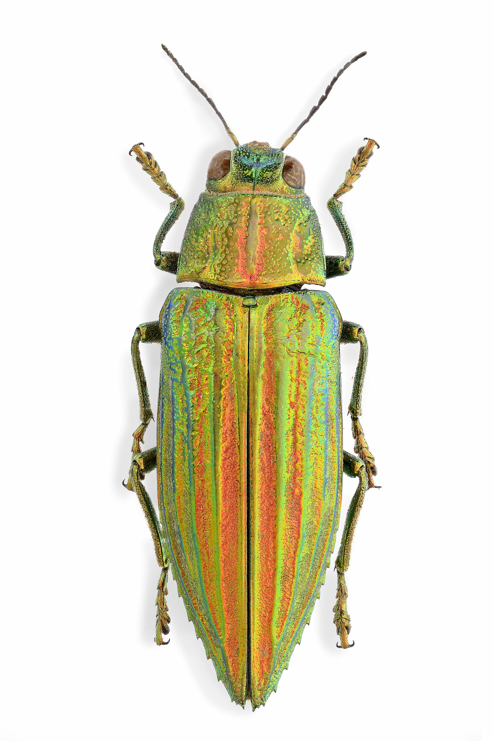 Chrysodema dohrni