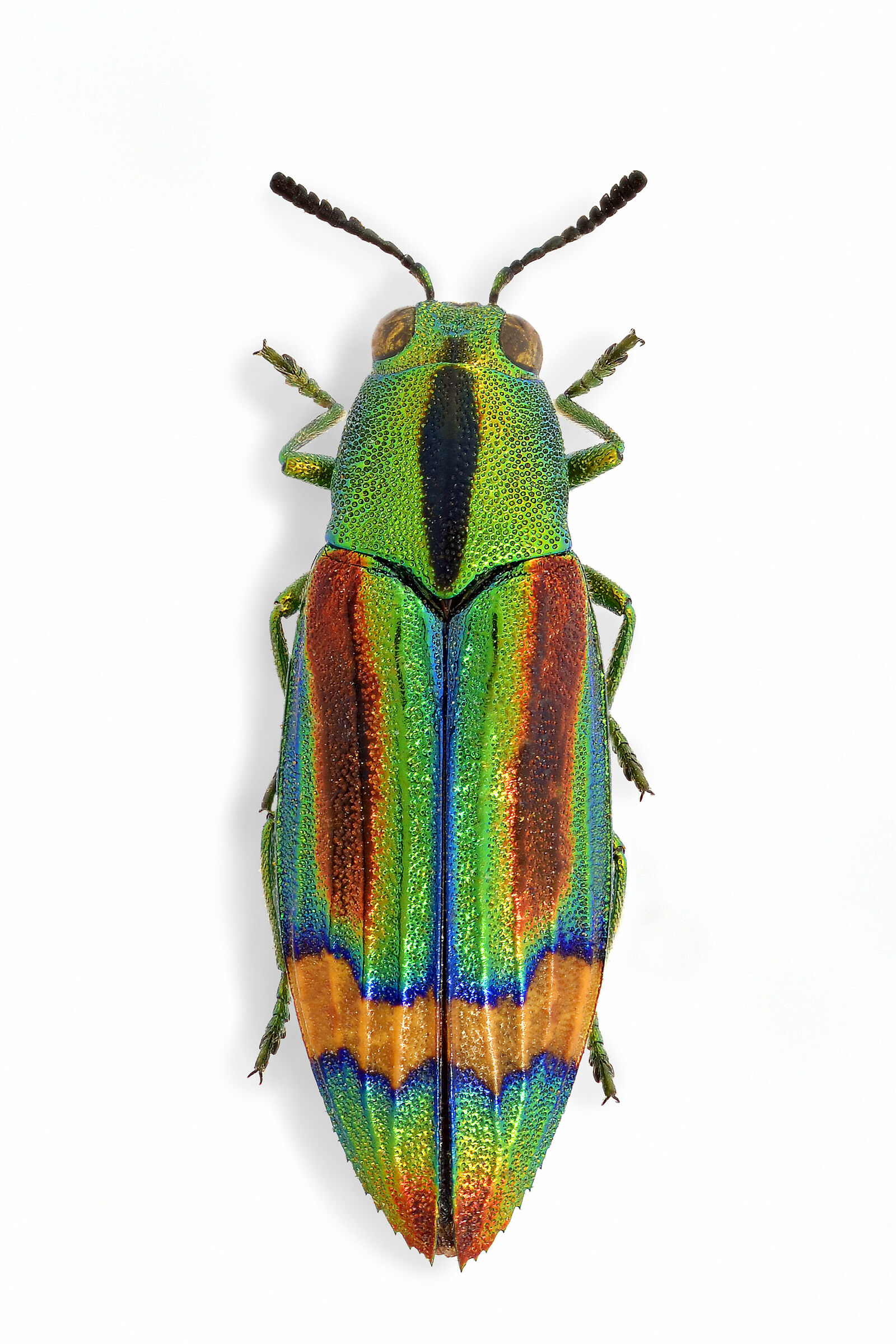 Asamia pulcherrima (obst)