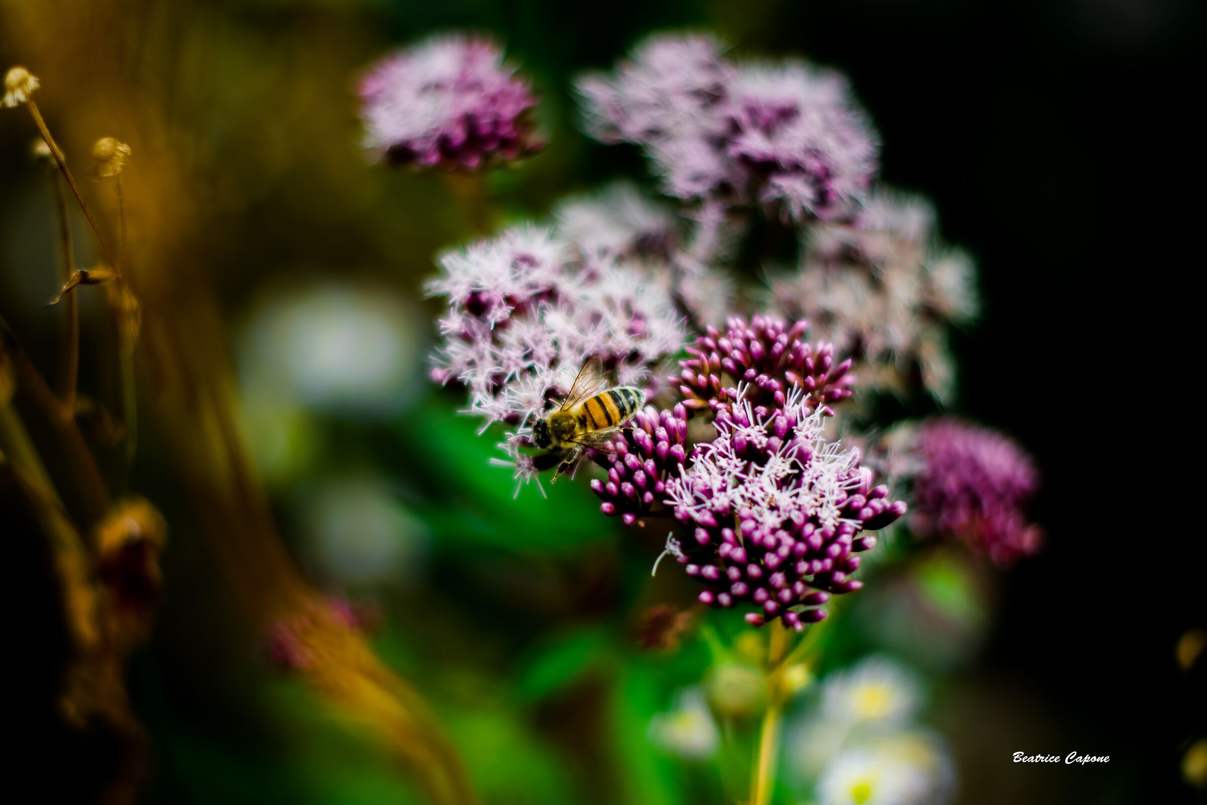 I colori della natura come un dipinto....