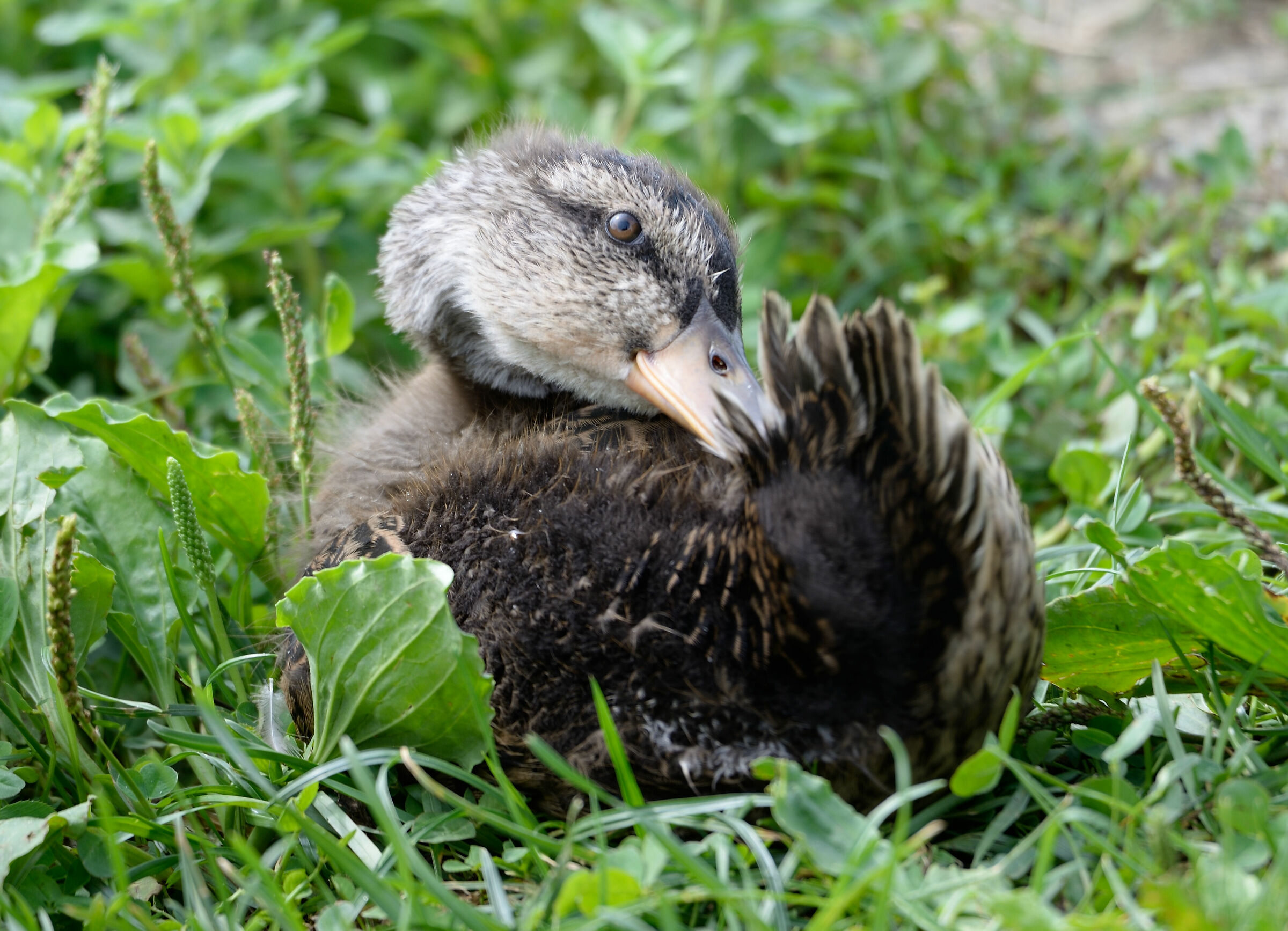 Duckling
