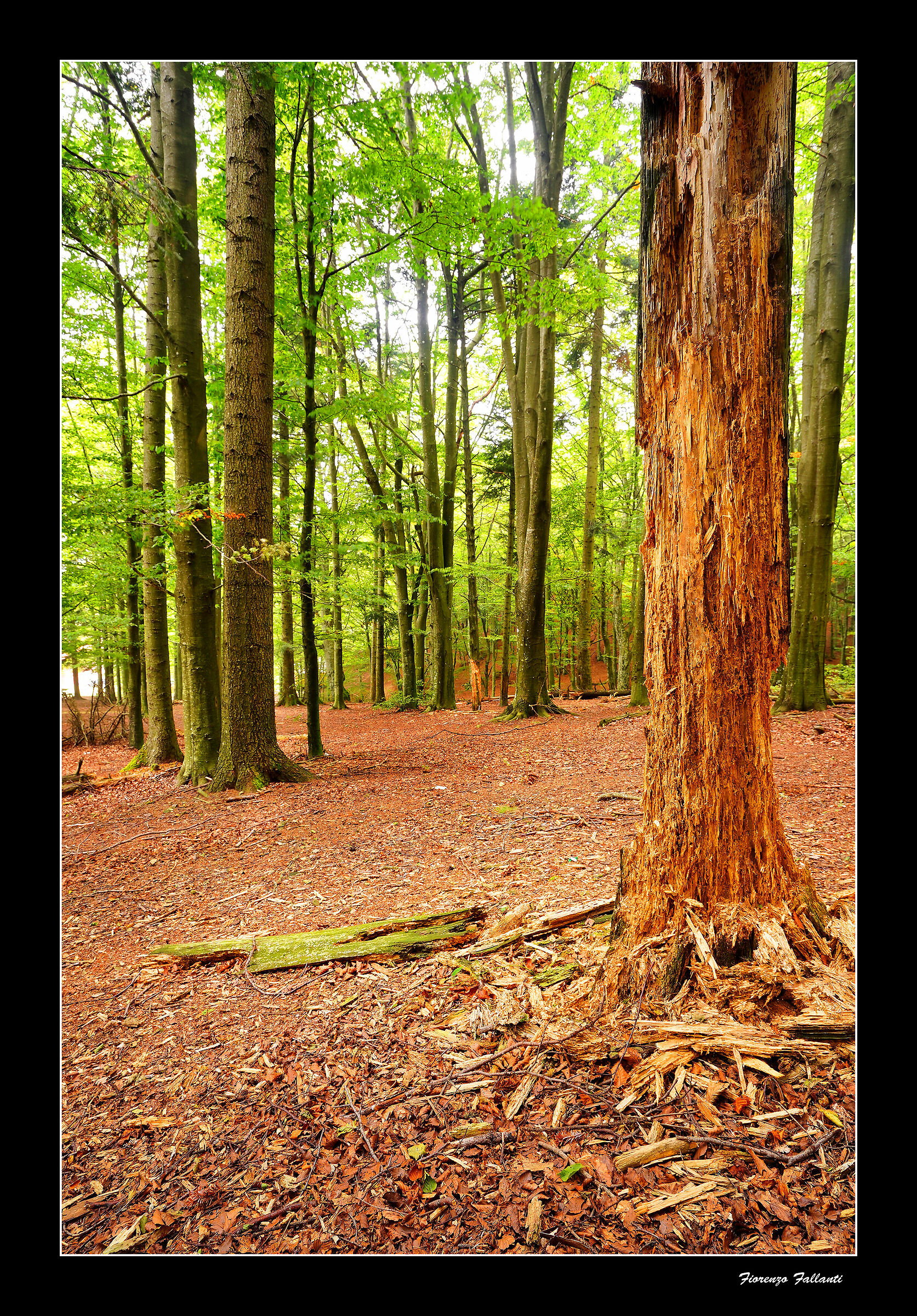 ...Riciclo naturale...