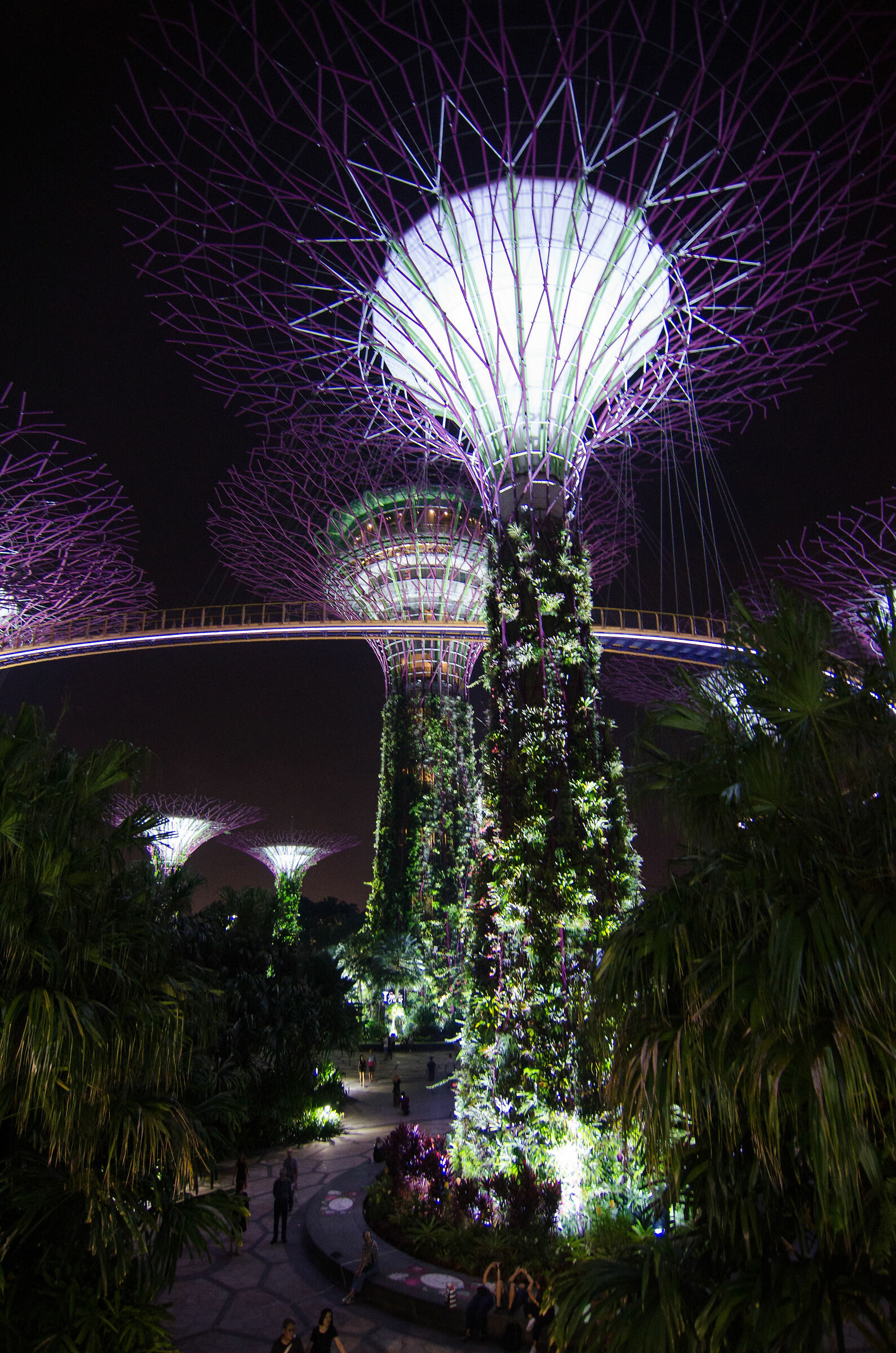 Singapore _ Gardens by the bay