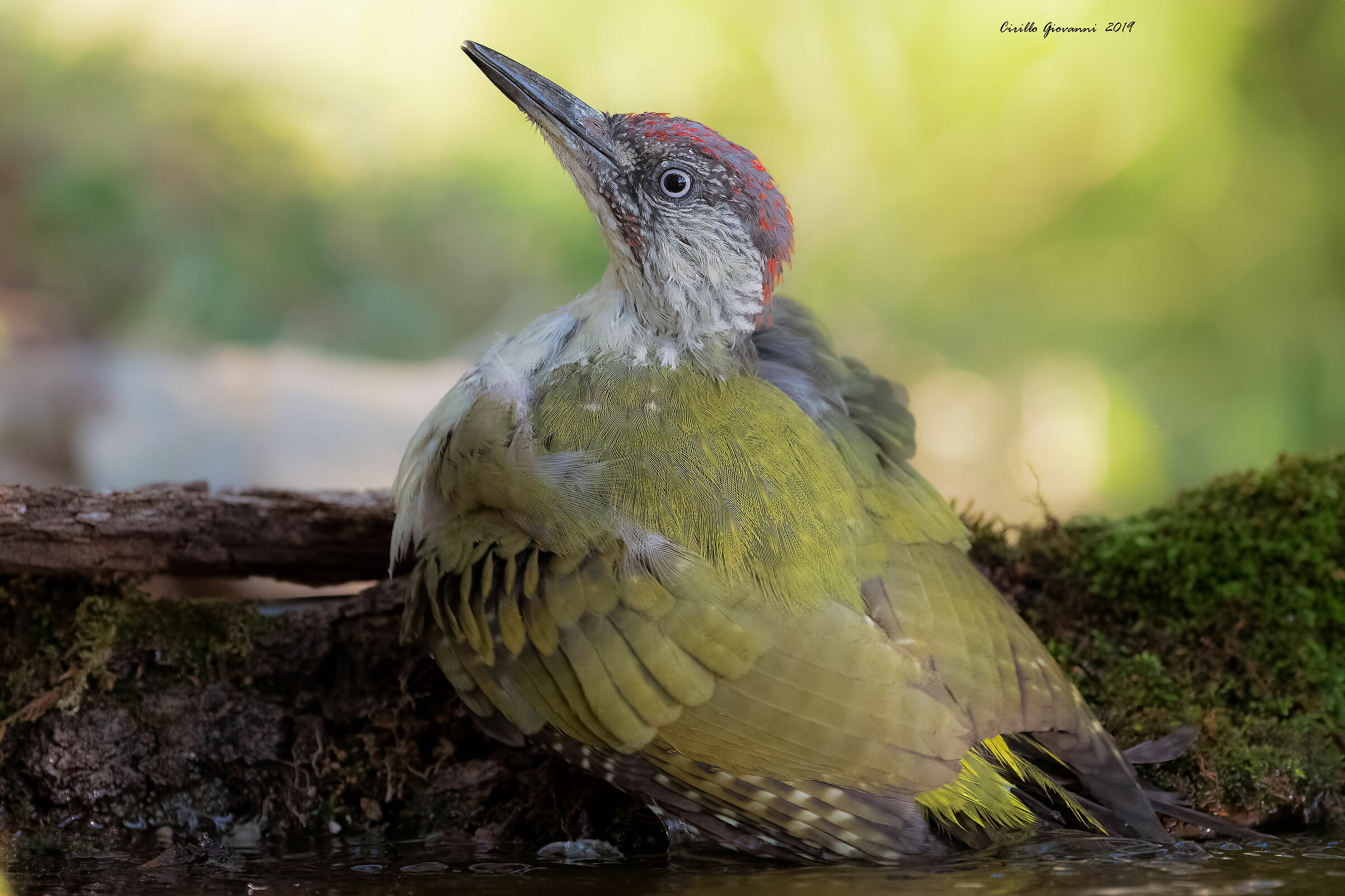 Picchio verde nel suo splendore