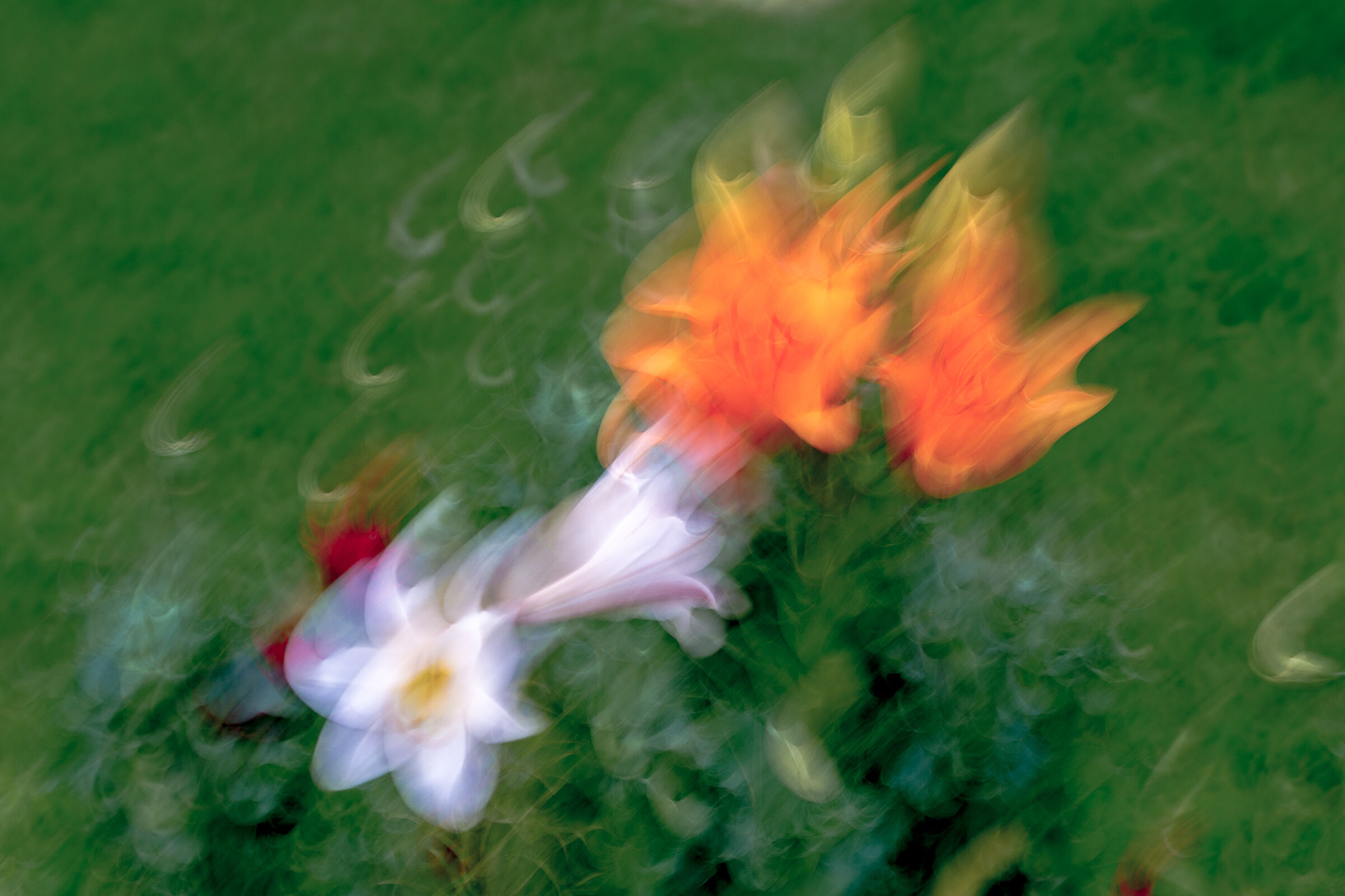 The dance of the lilies