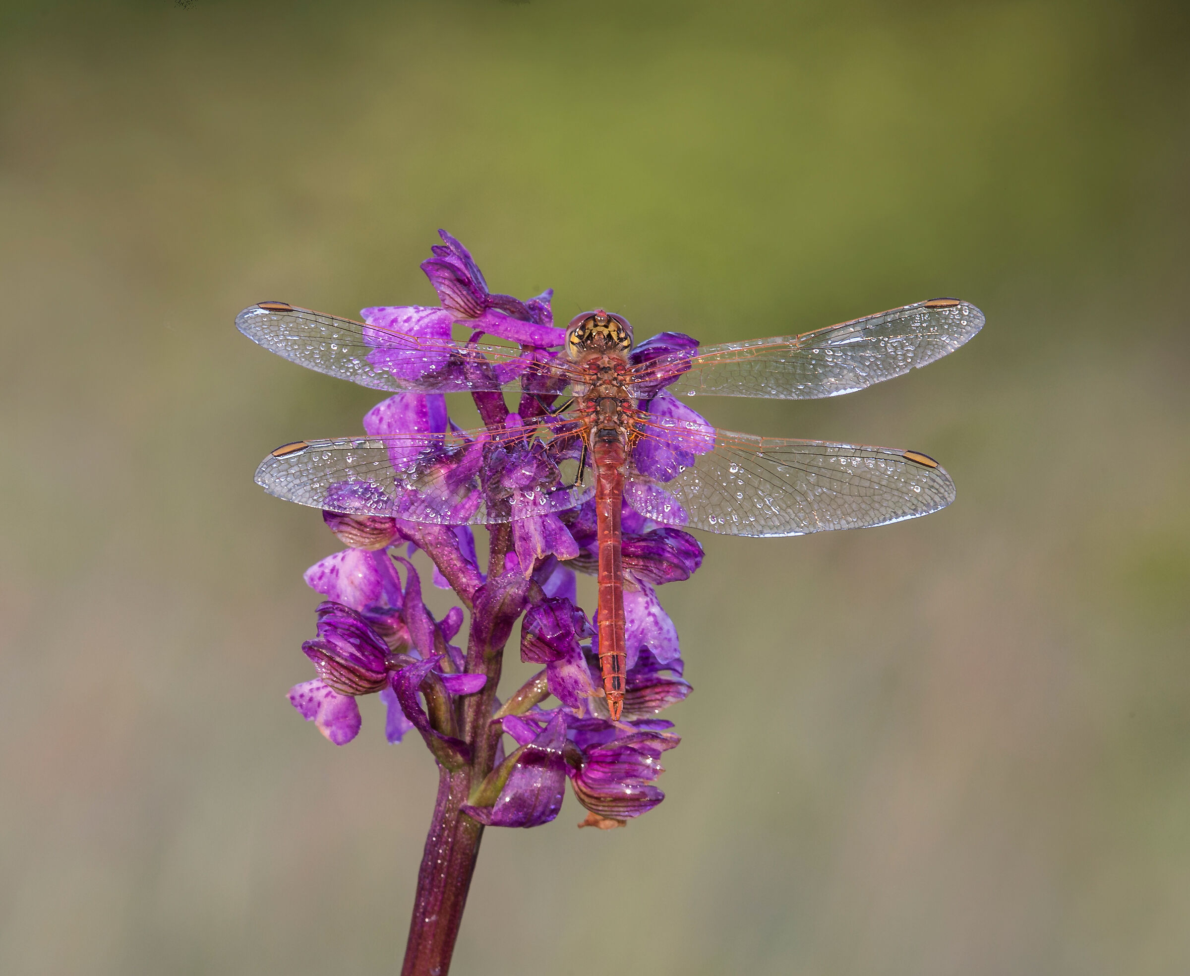 dragonfly and dew