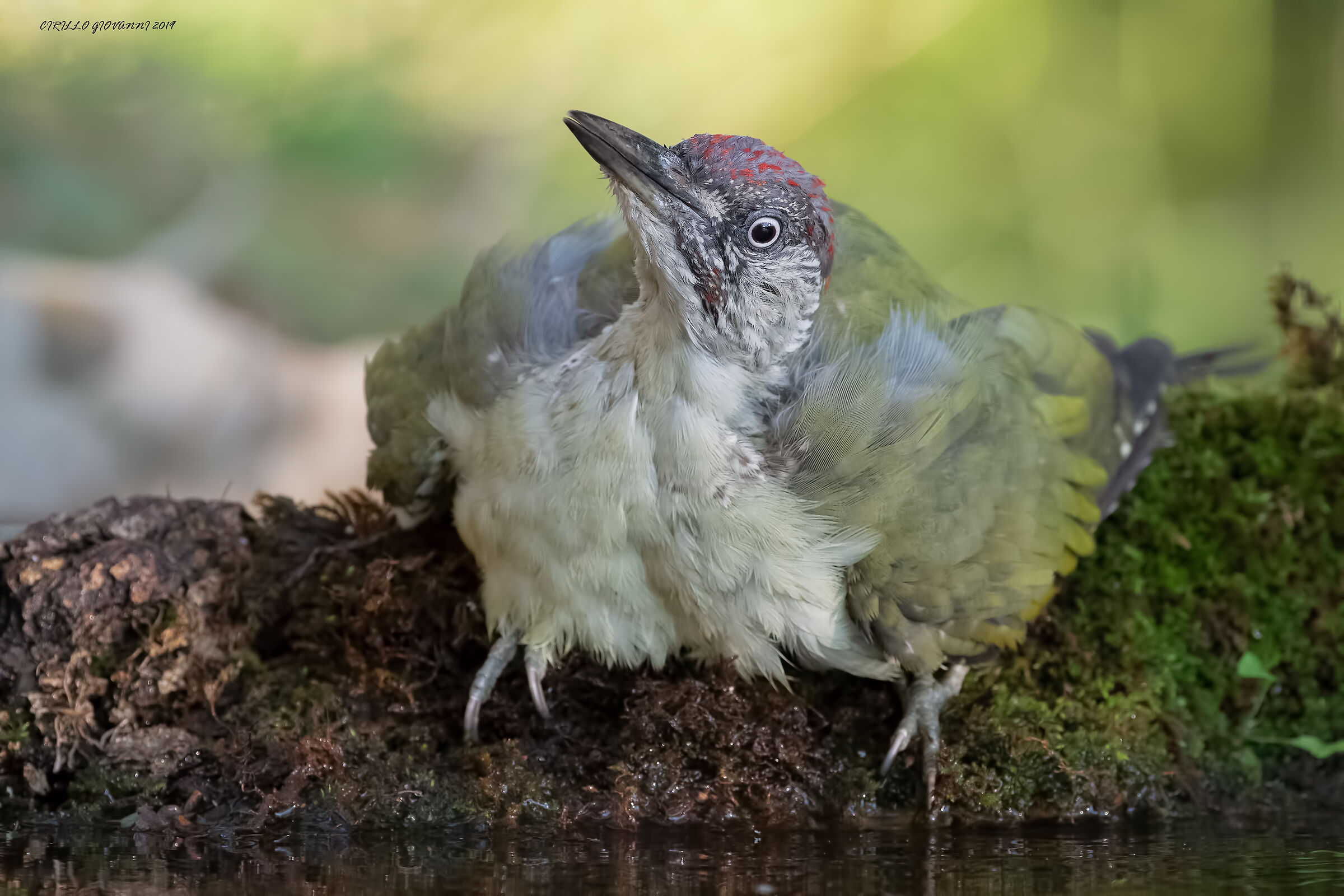 picchio verde si fa a tappeto