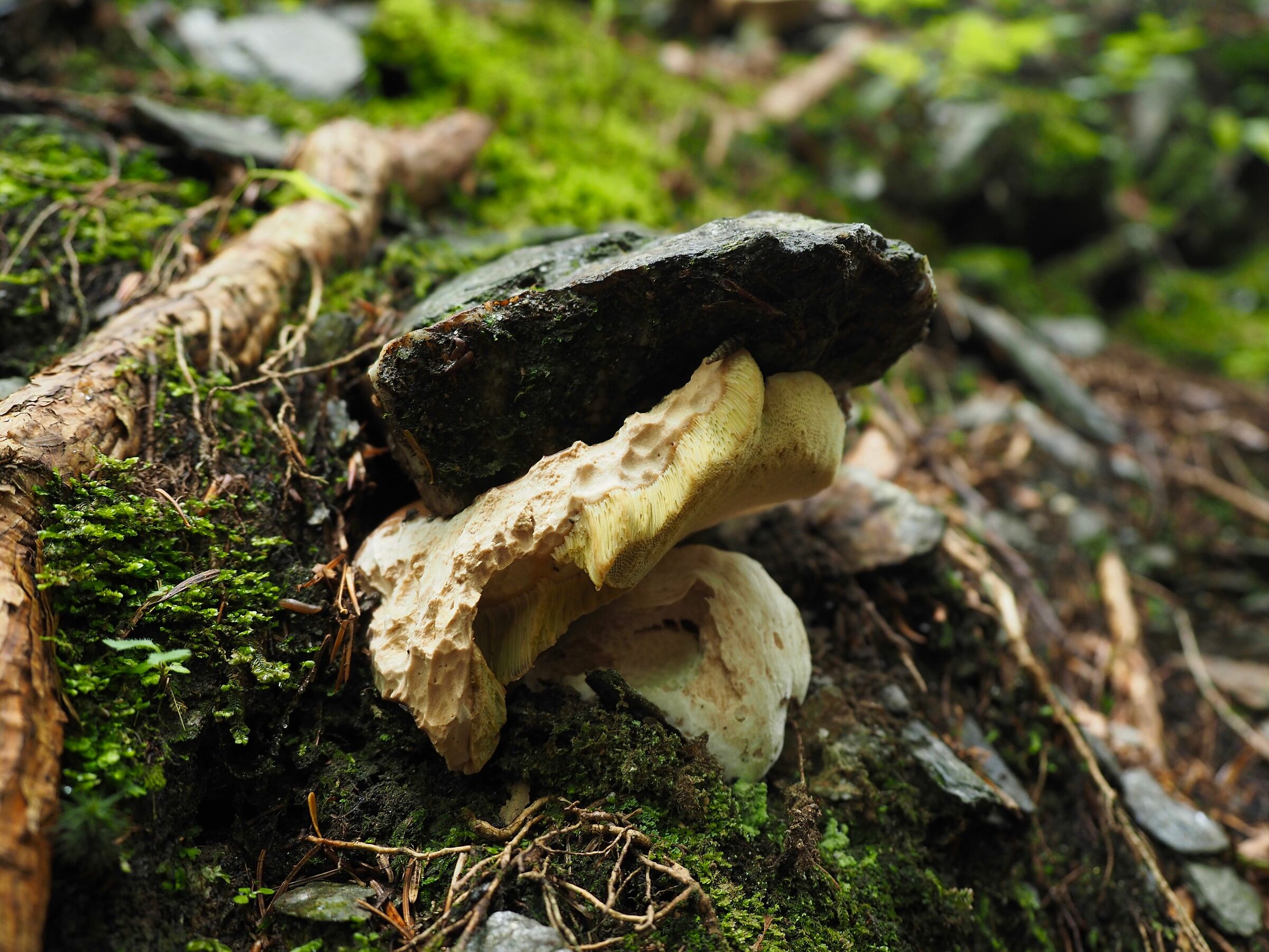 Il porcino che solleva il sasso