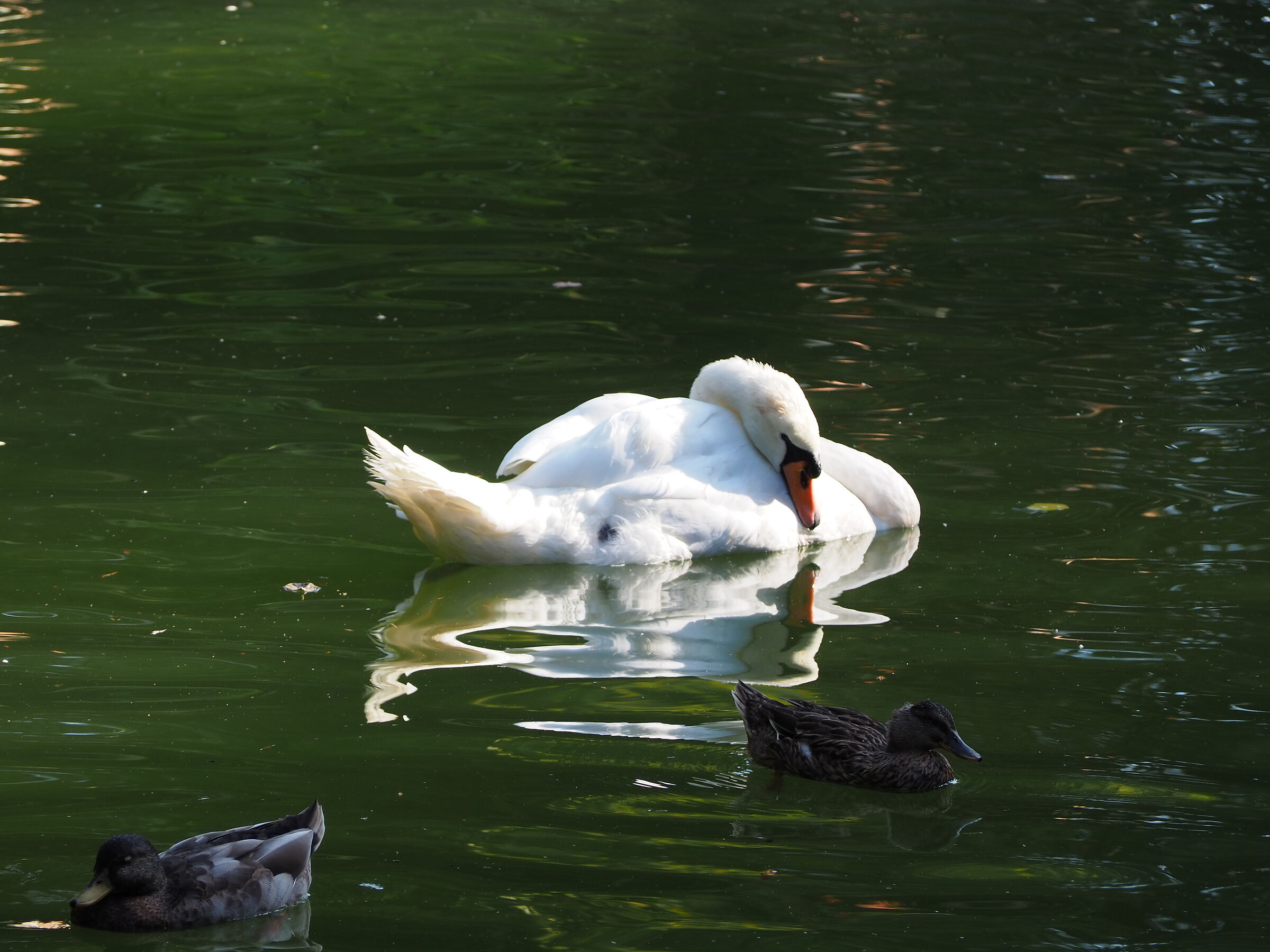 Reflection in the pond