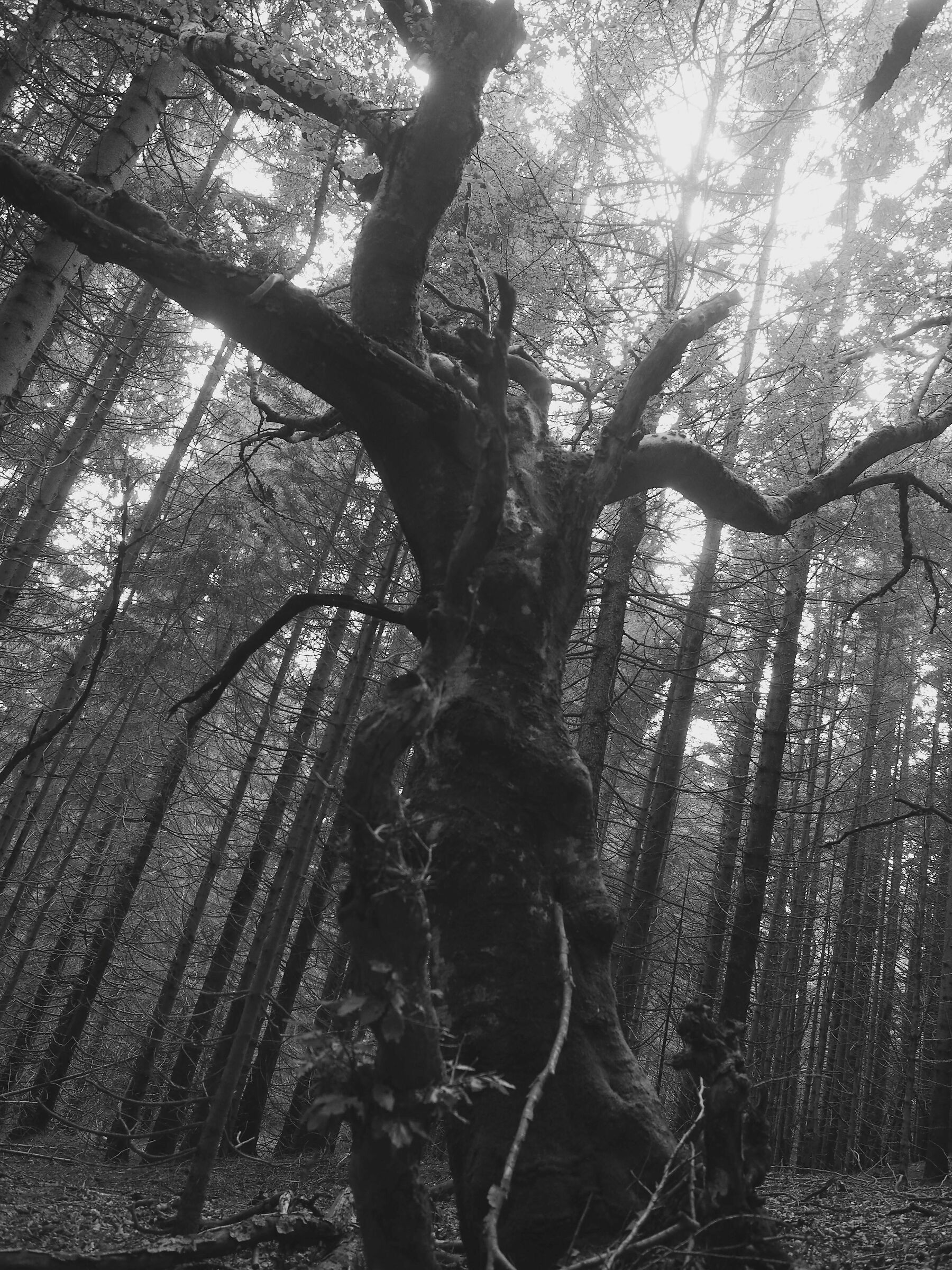 Pan the God of the Woods