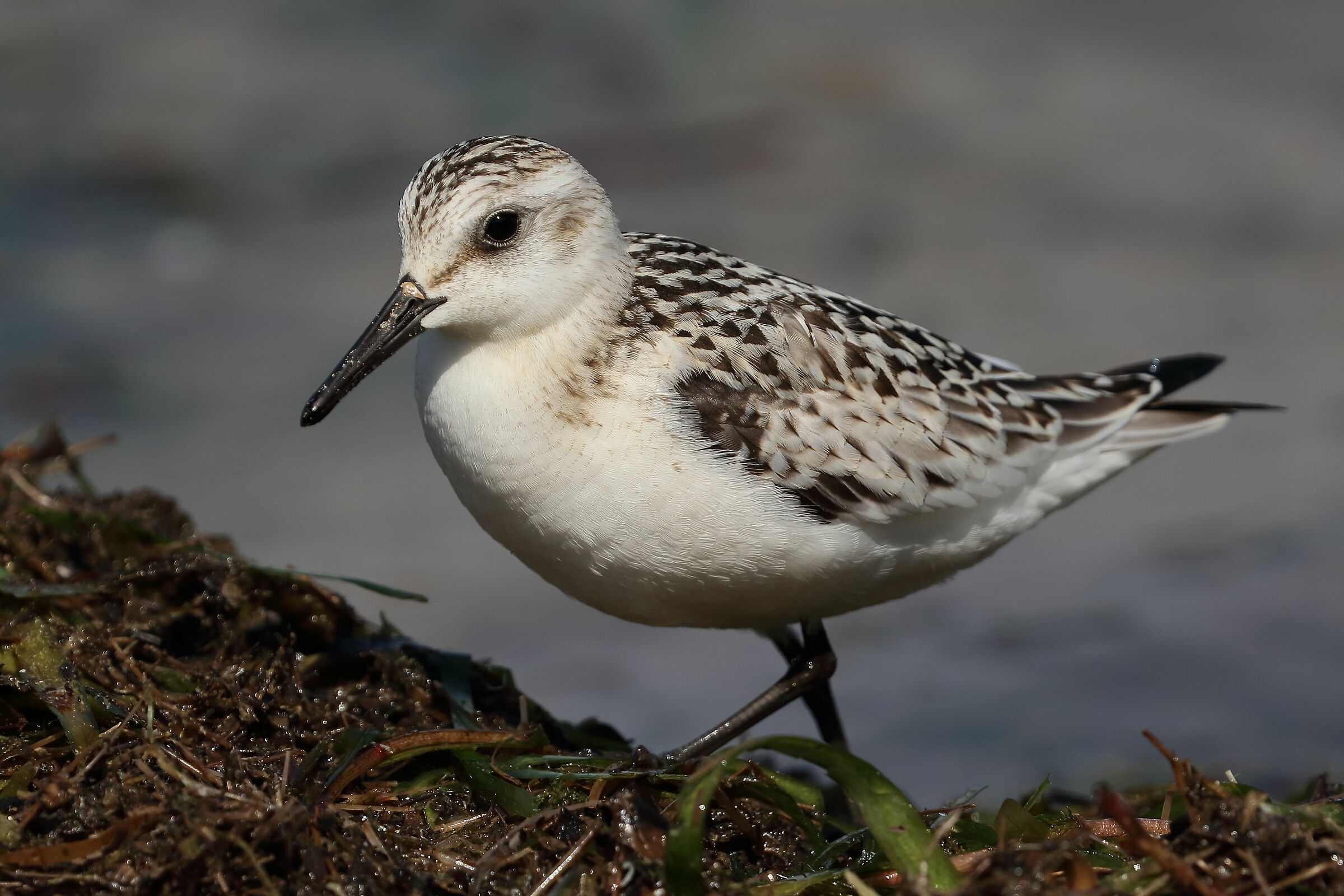 Rainpiello tridactylo