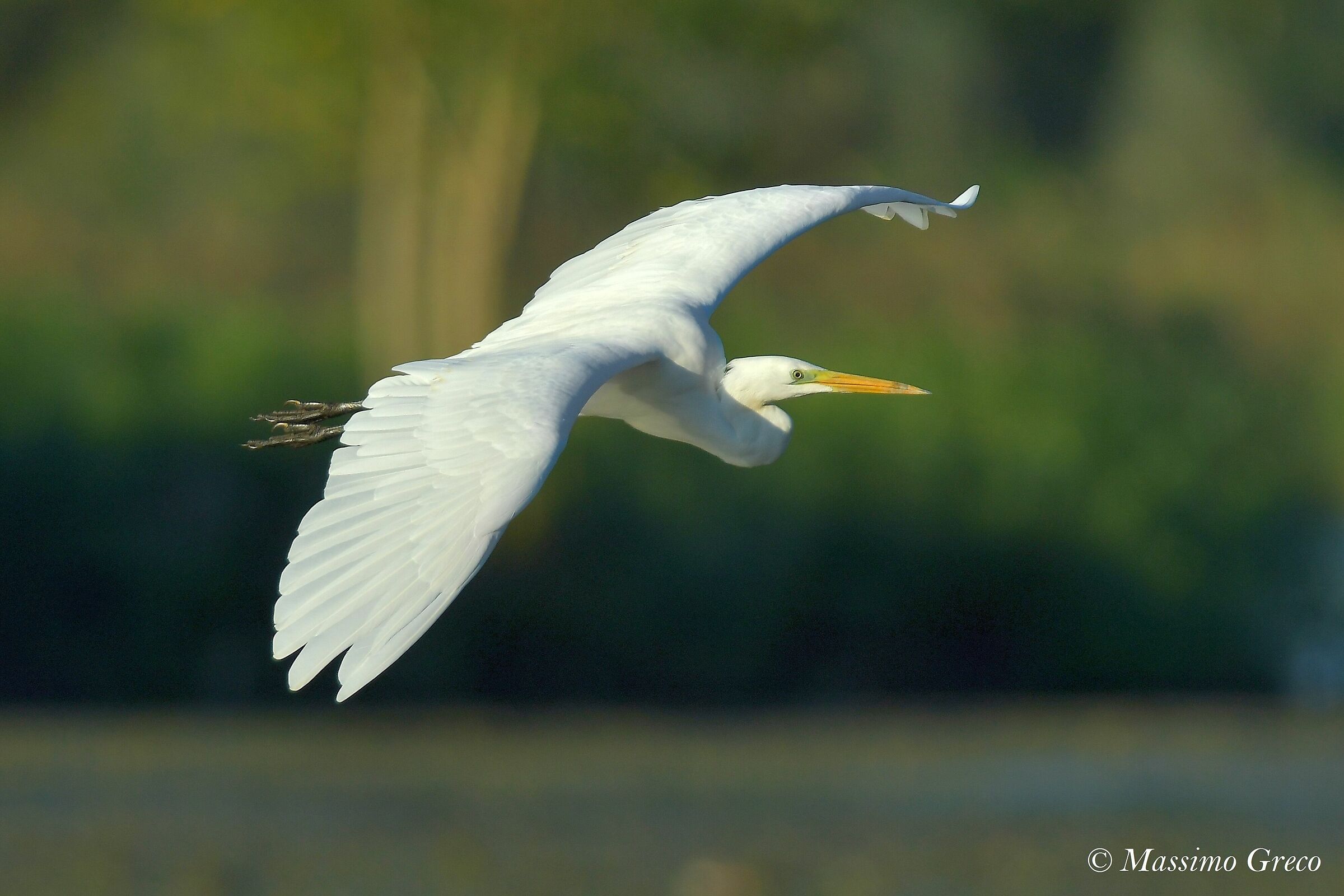Major white heron