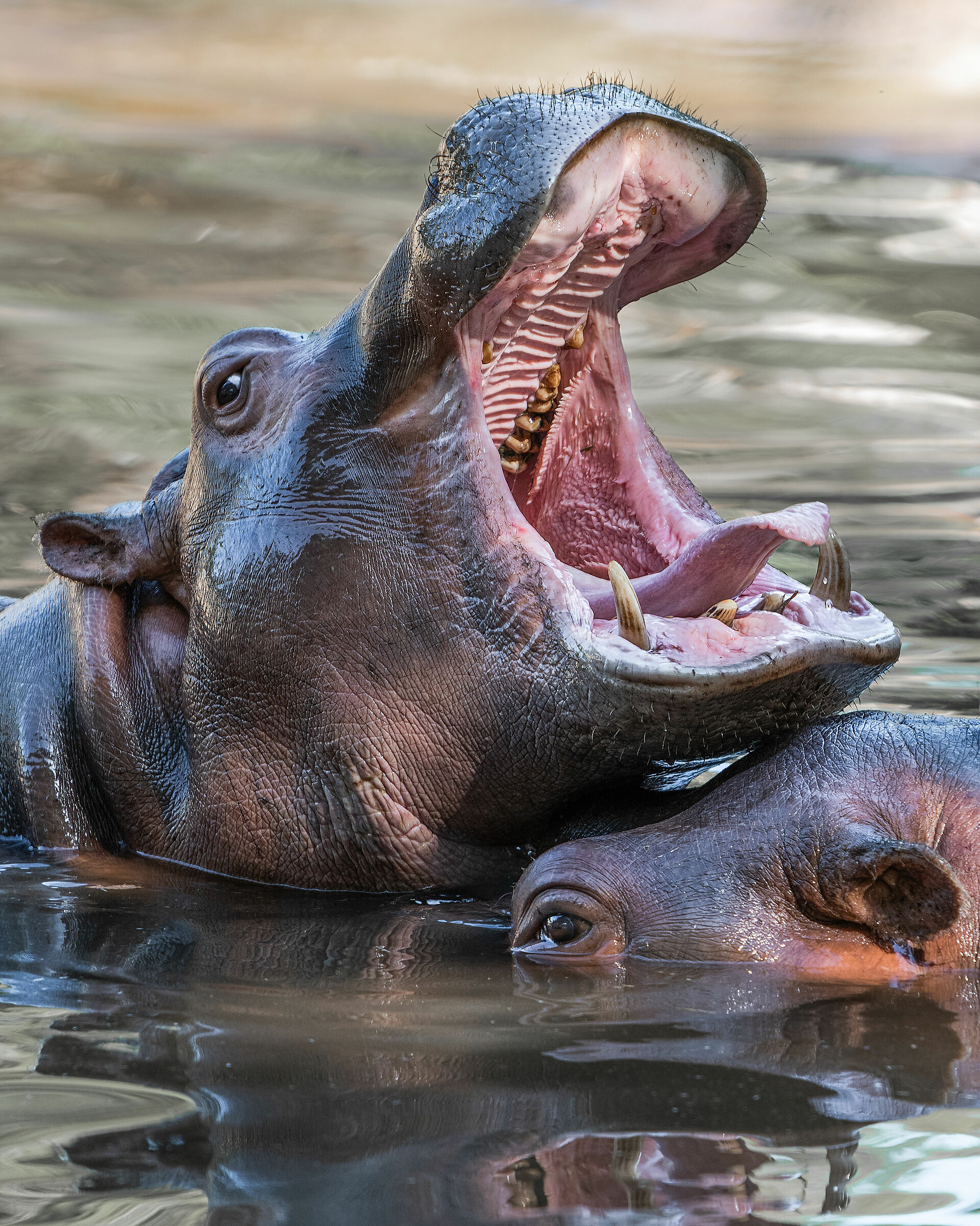 Happy hippo