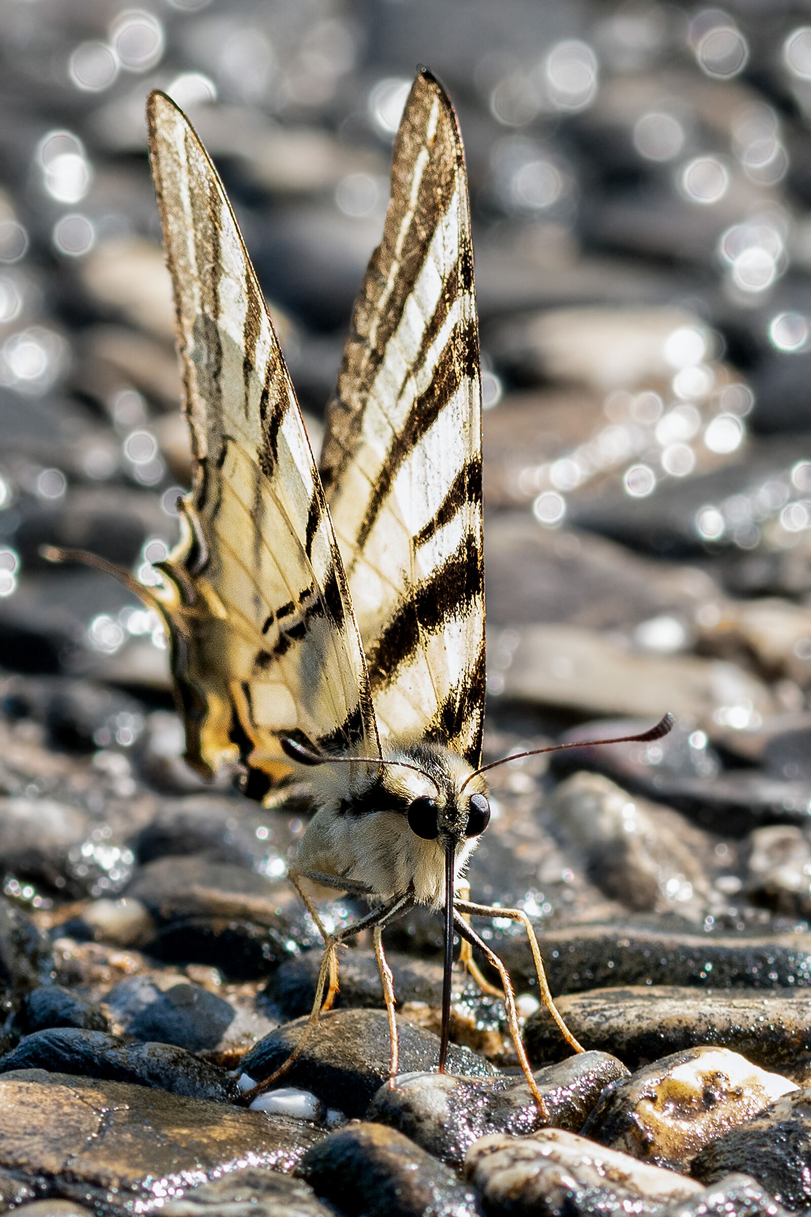 Una farfalla assetata