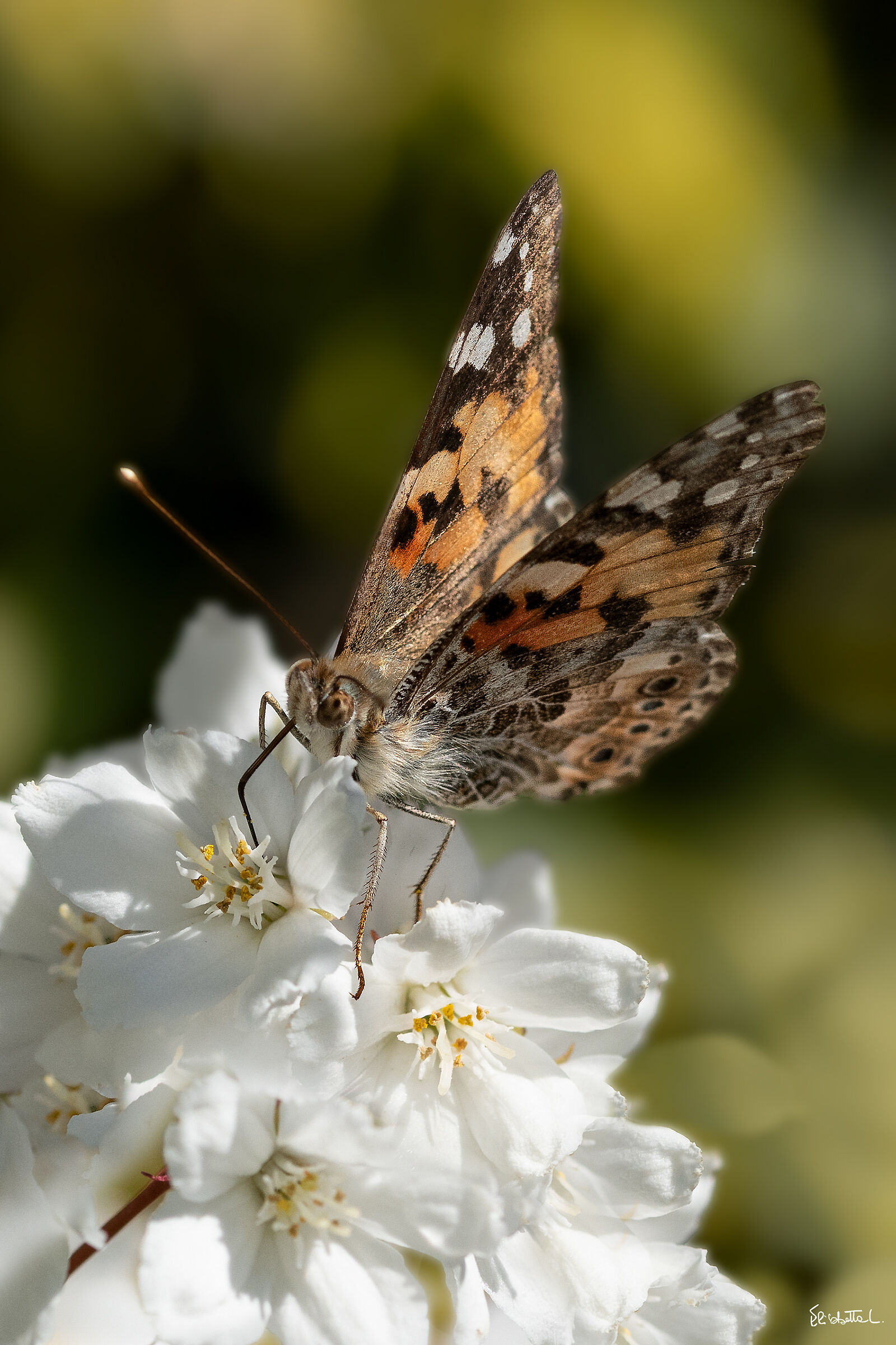 Incontro ravvicinato
