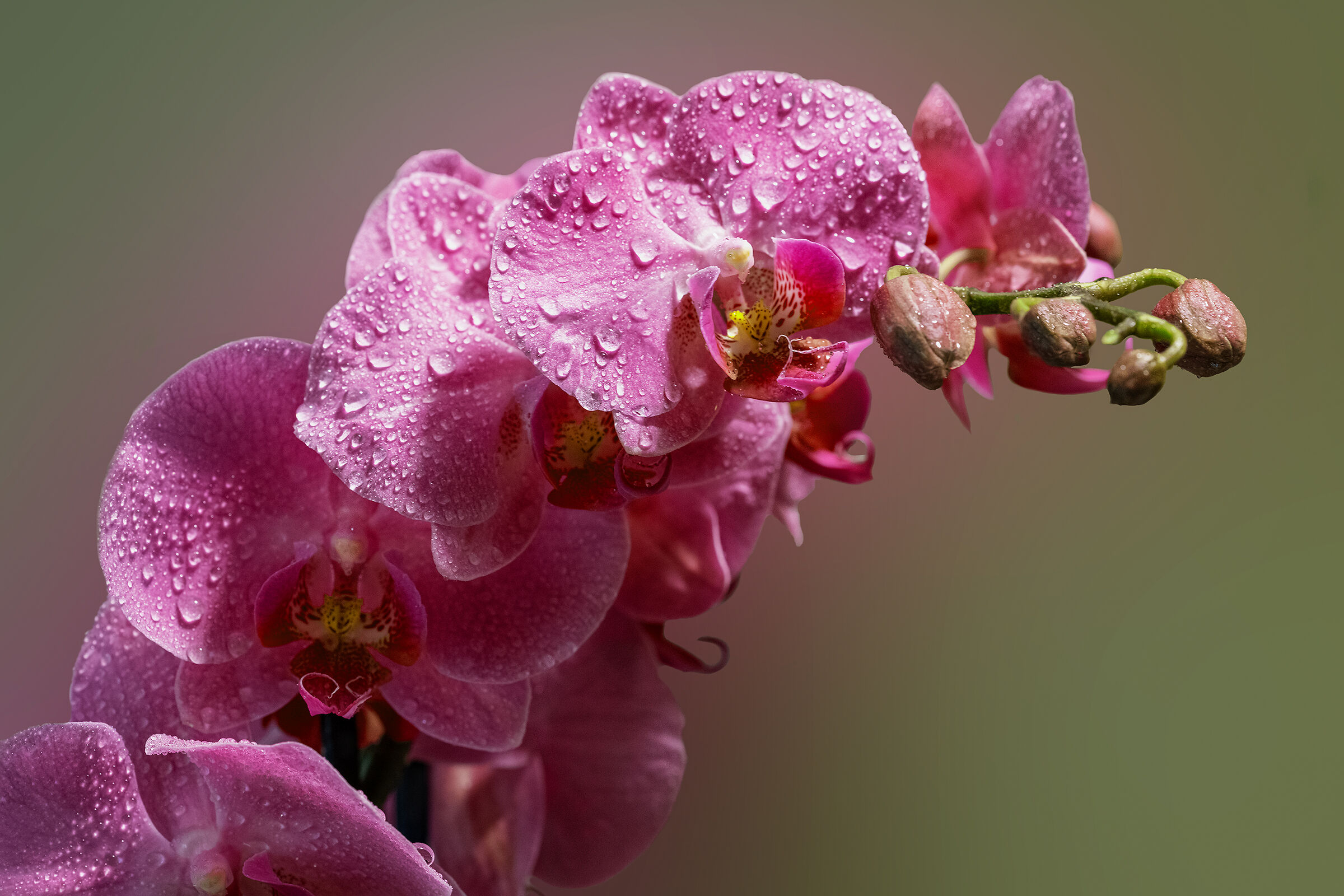 Orchidee che passione!