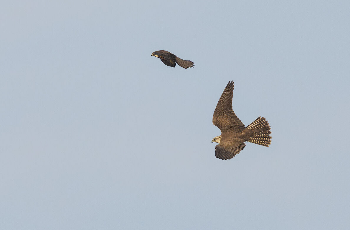 sacred falcon (cherrug falcon)