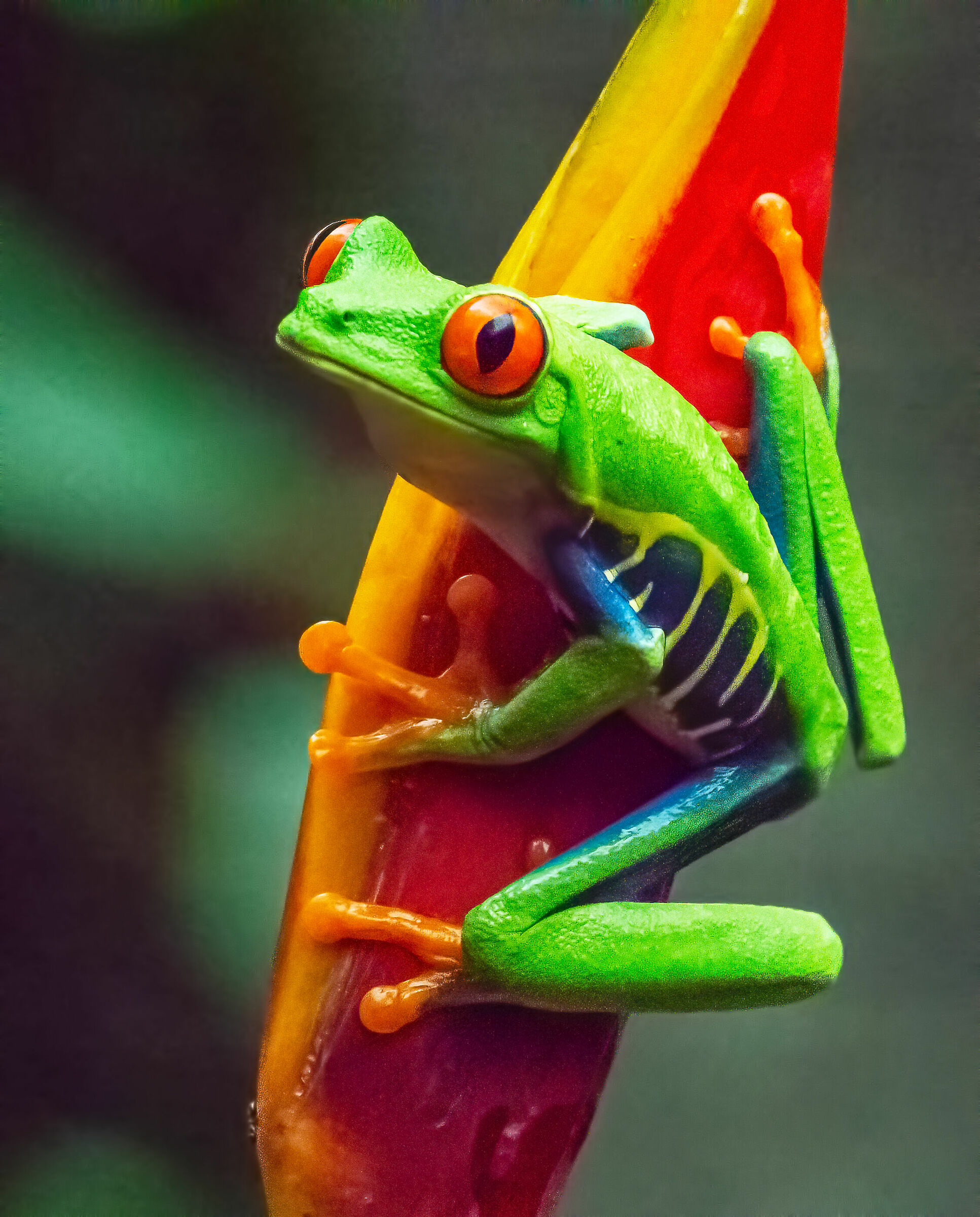 frog of the rosial eyes