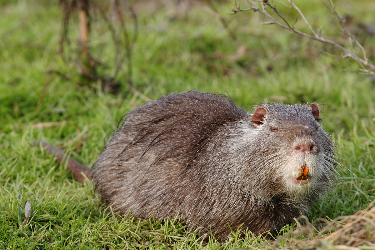 Nutria