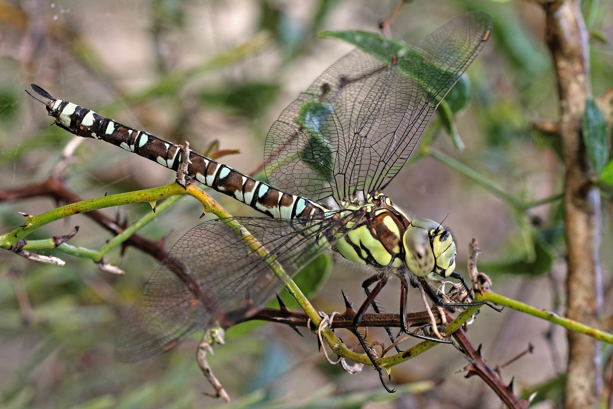 ....io da qui non mi schiodo.....!!!!
