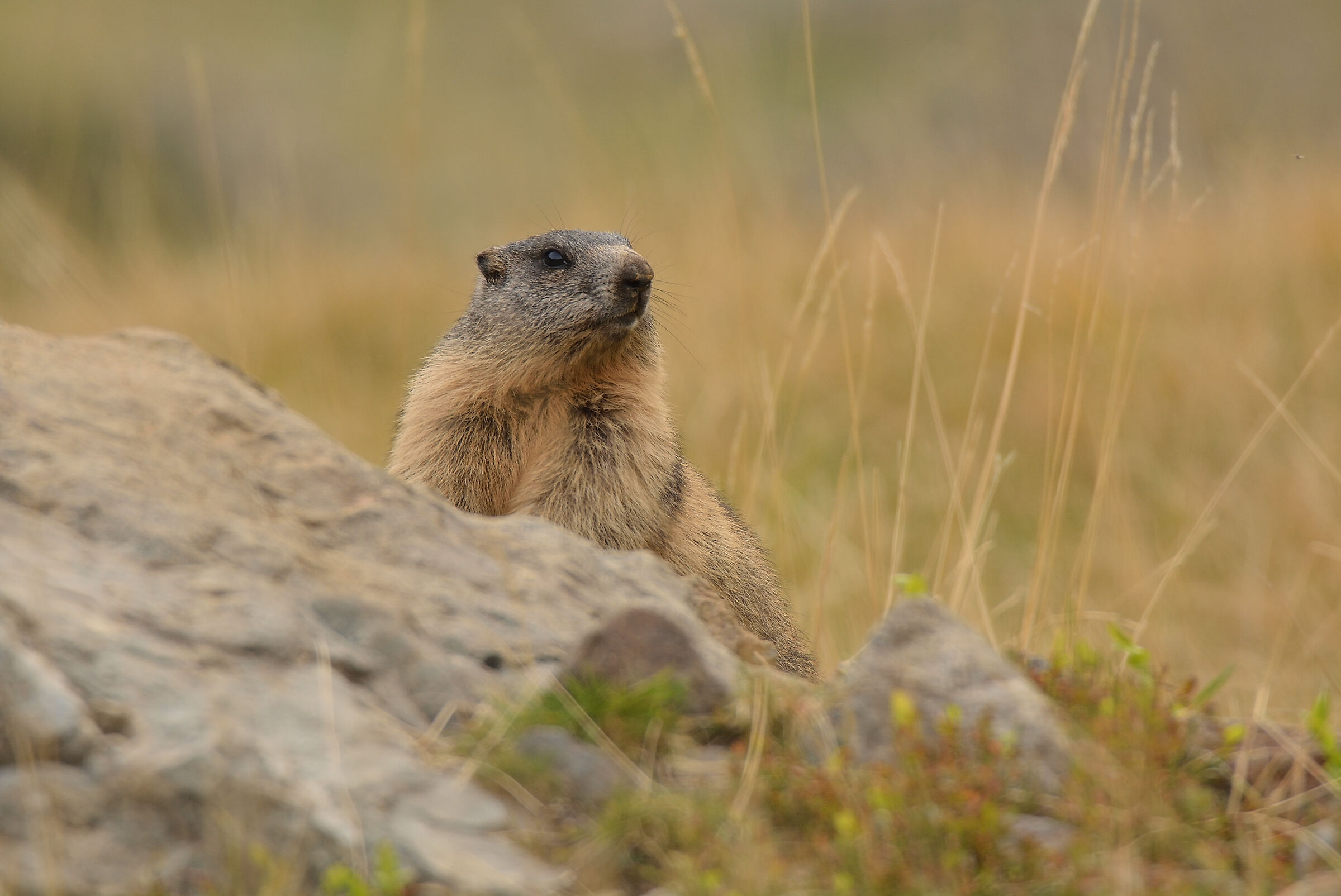 Marmotta