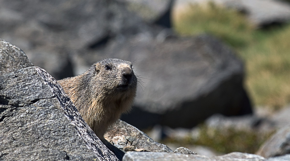 Marmotta