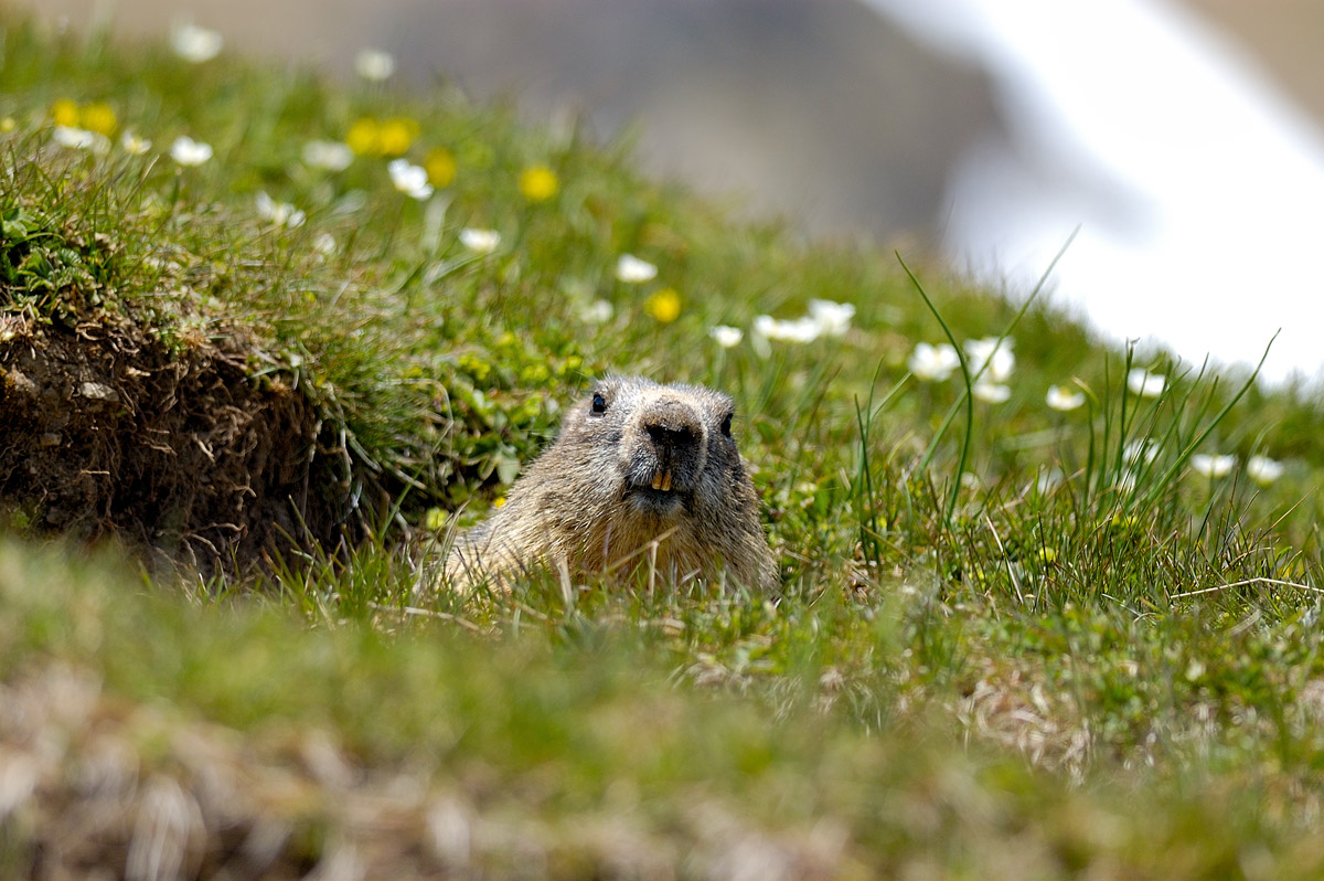 Marmotta