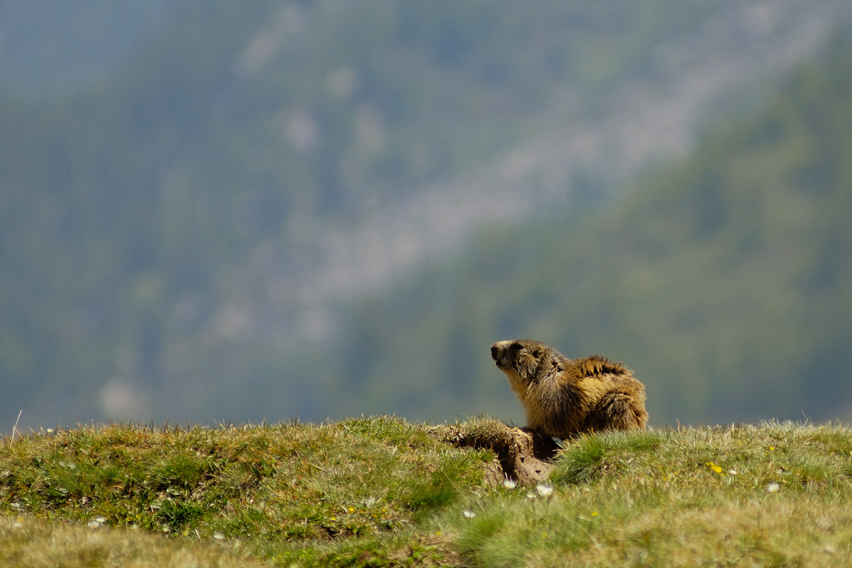 Marmotta1