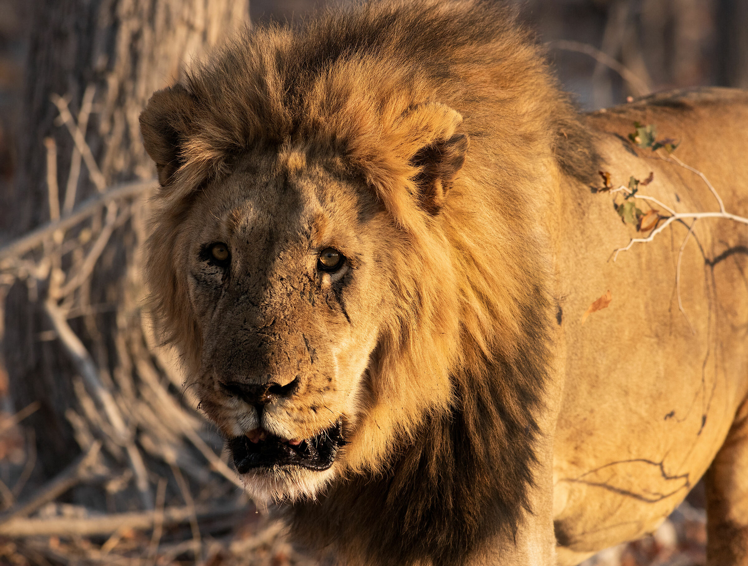 I segni delle battaglie.