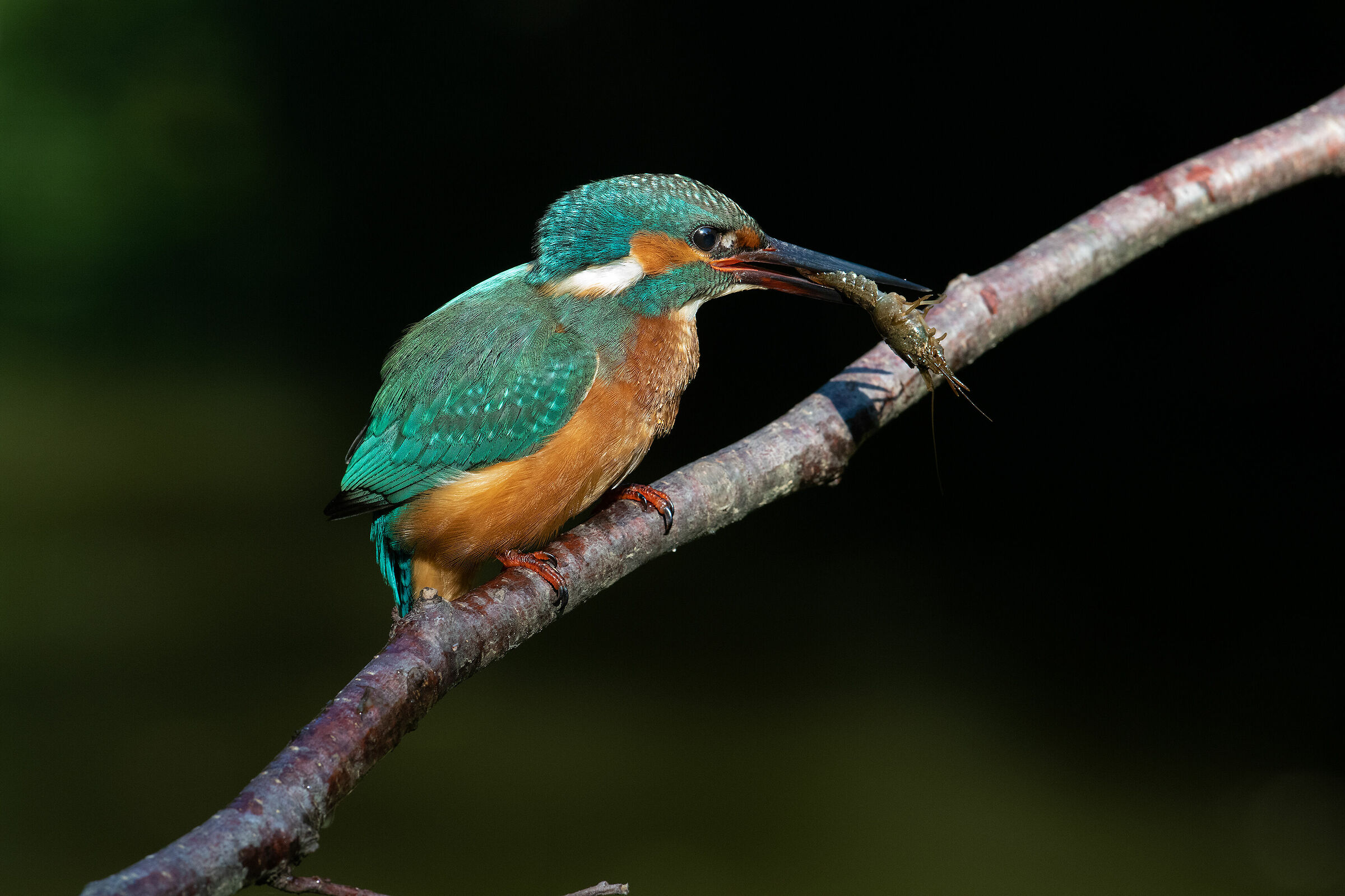 River prawns for the martin