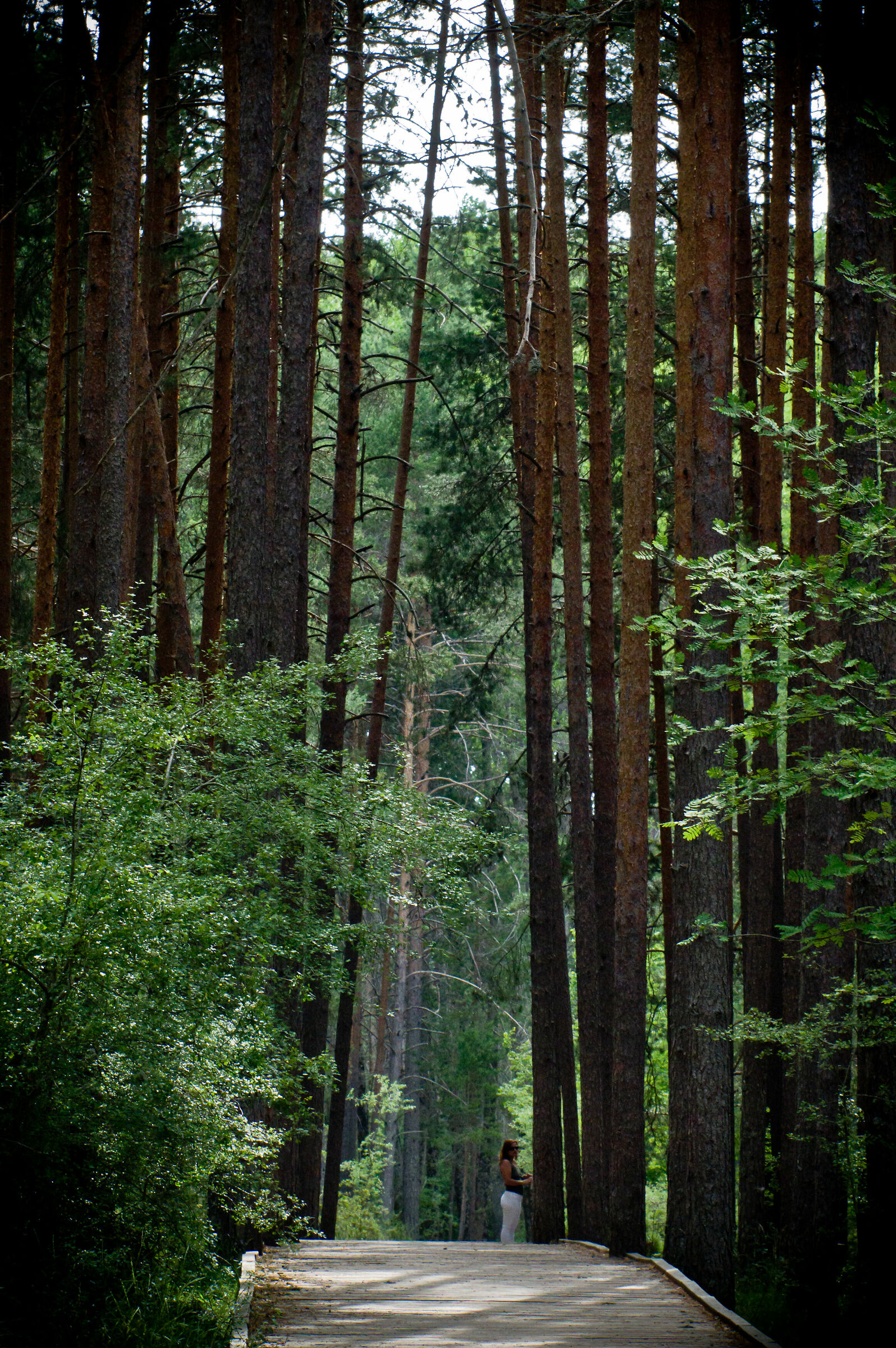Foresta - Rio Cuervo