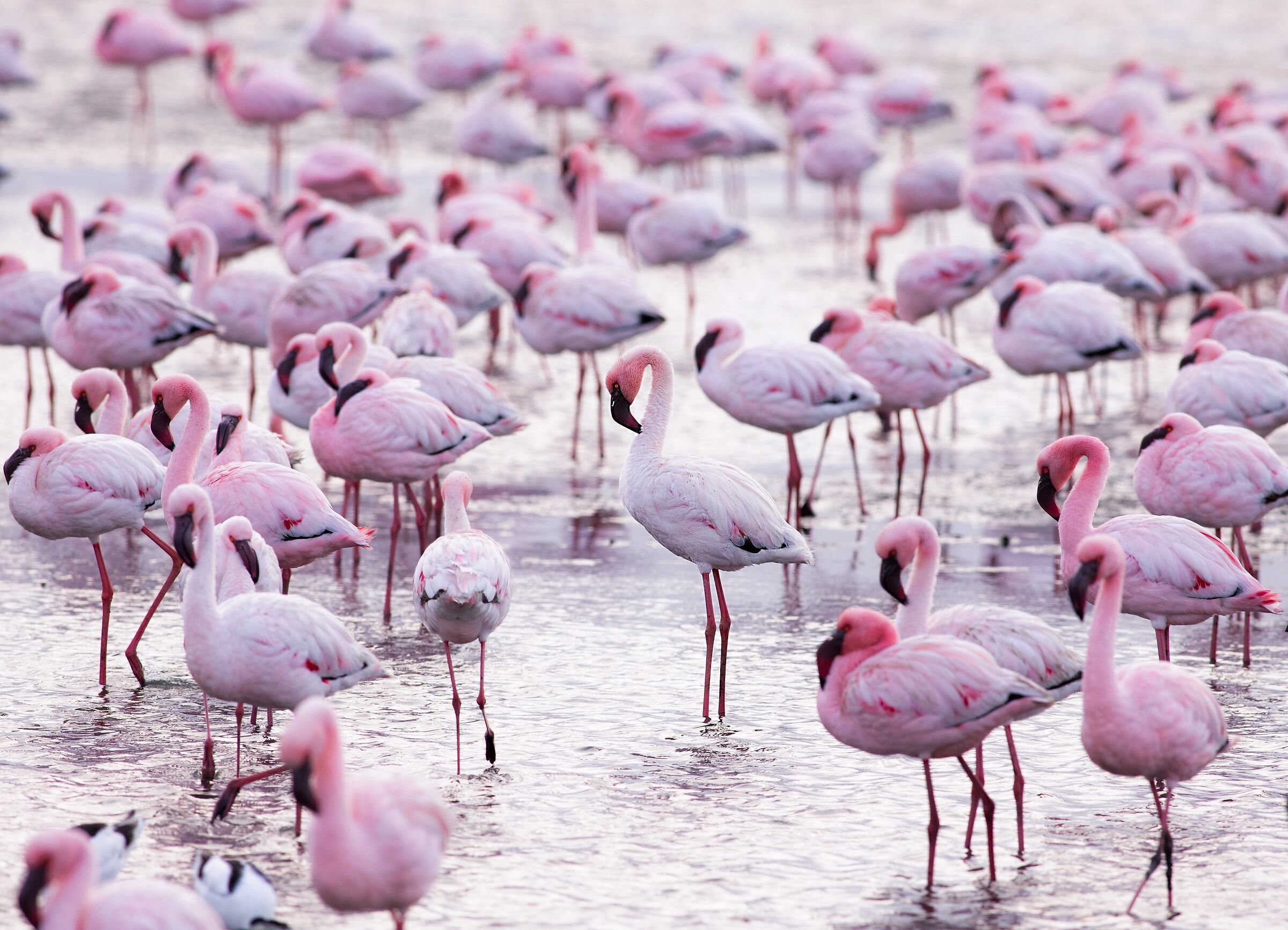 Standing out in a crowd.