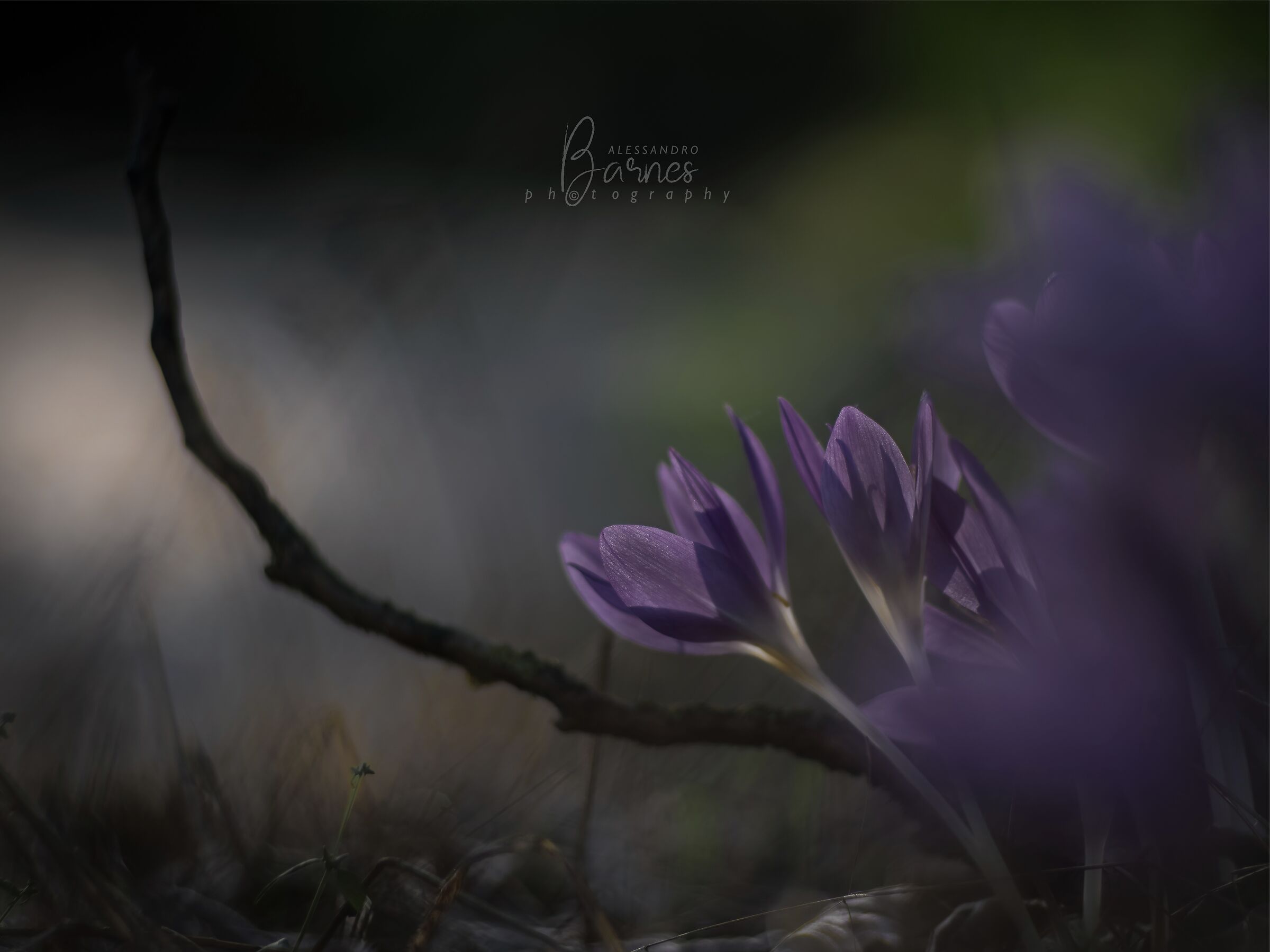 Colchicum autumnale