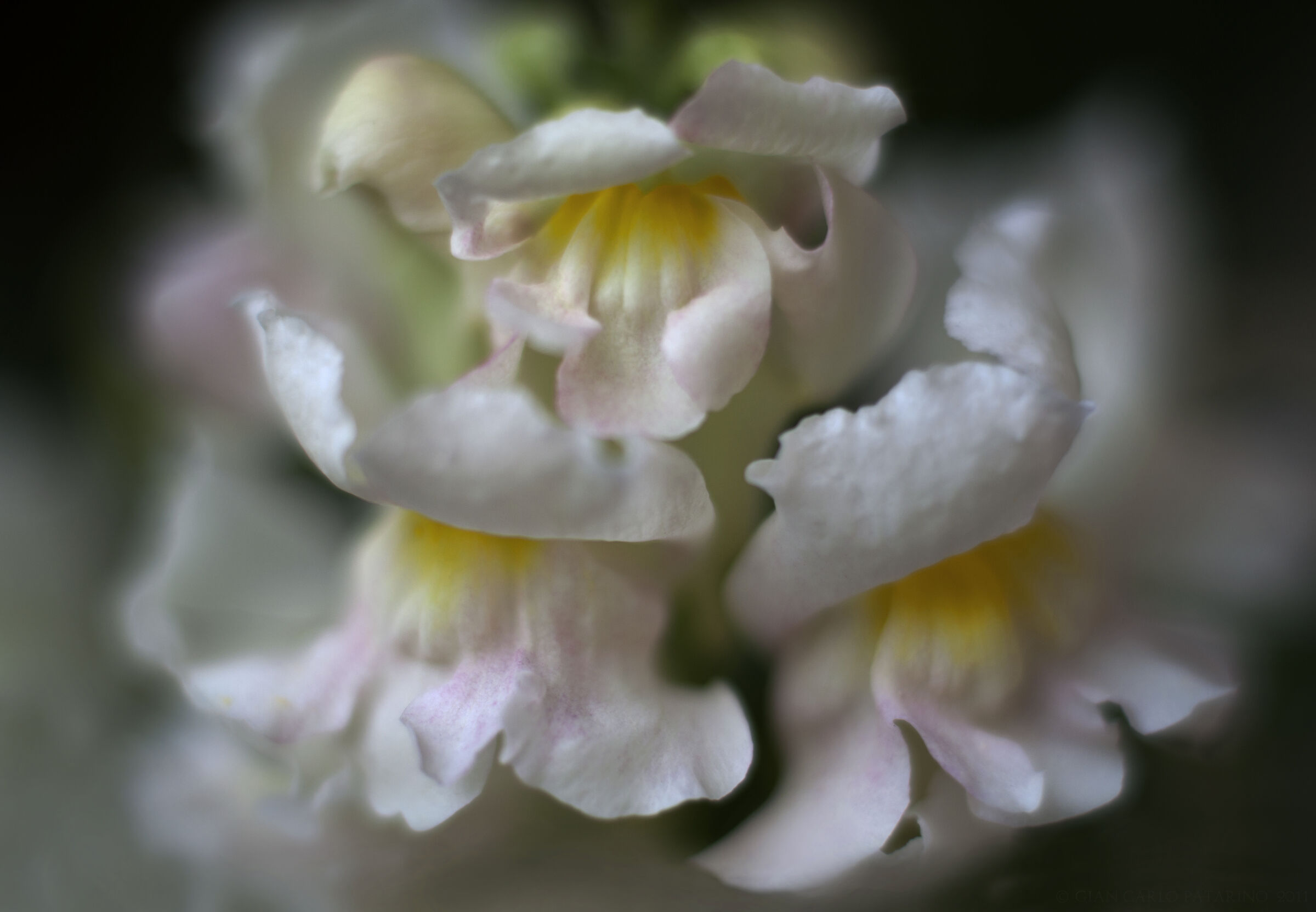 Antirrhinum majus