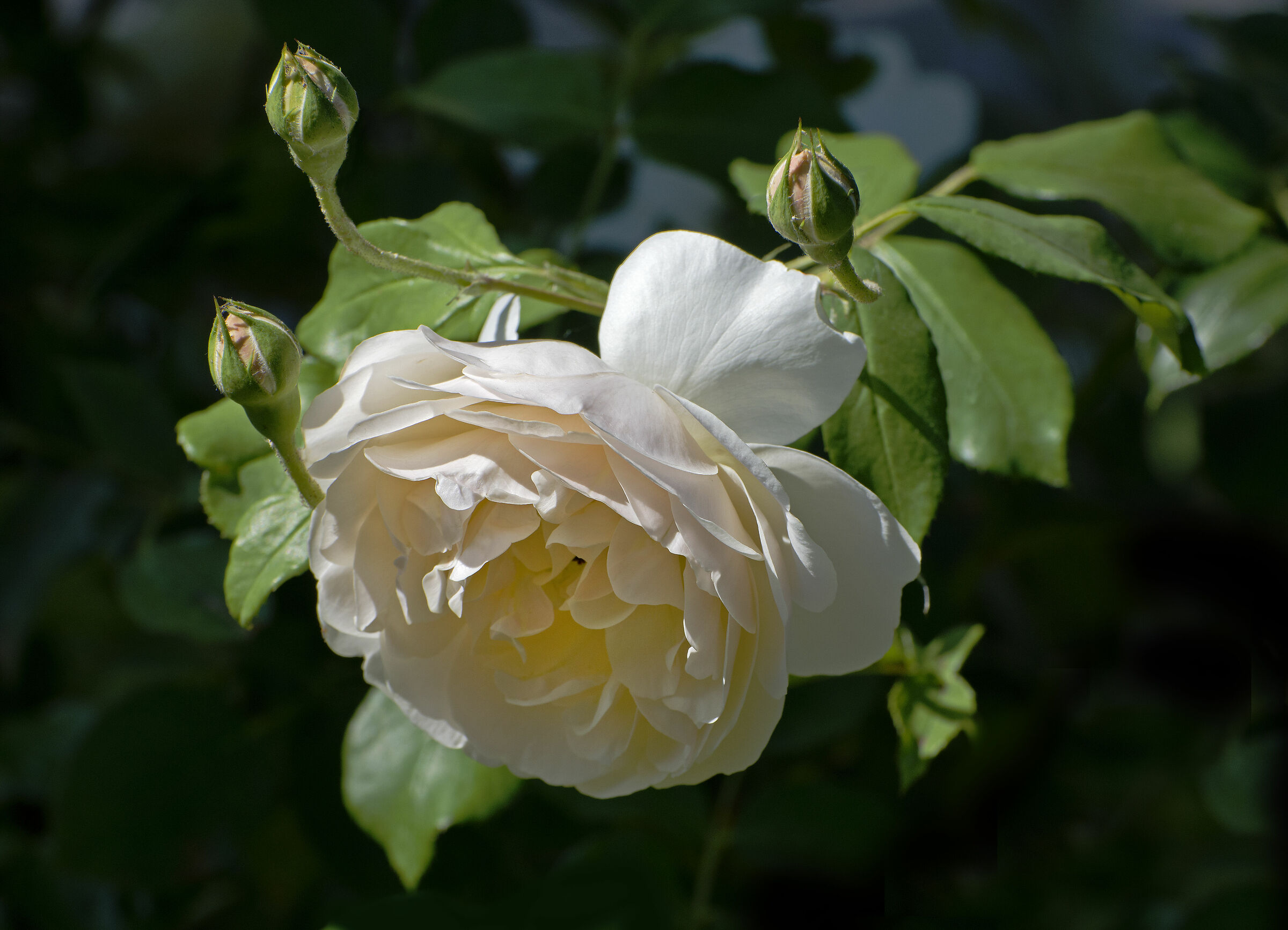 Rosa Lichfield angel