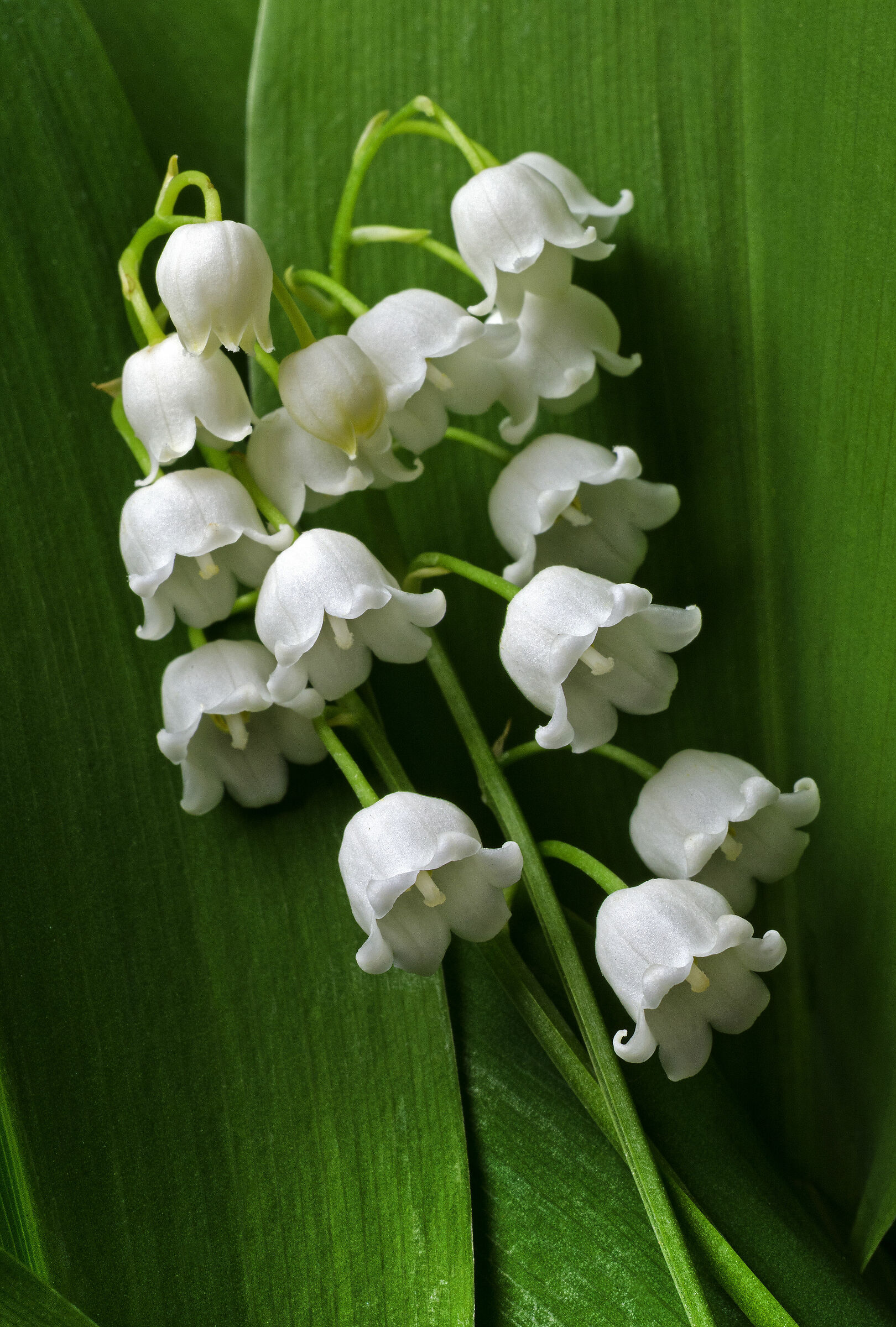 Convallaria majalis
