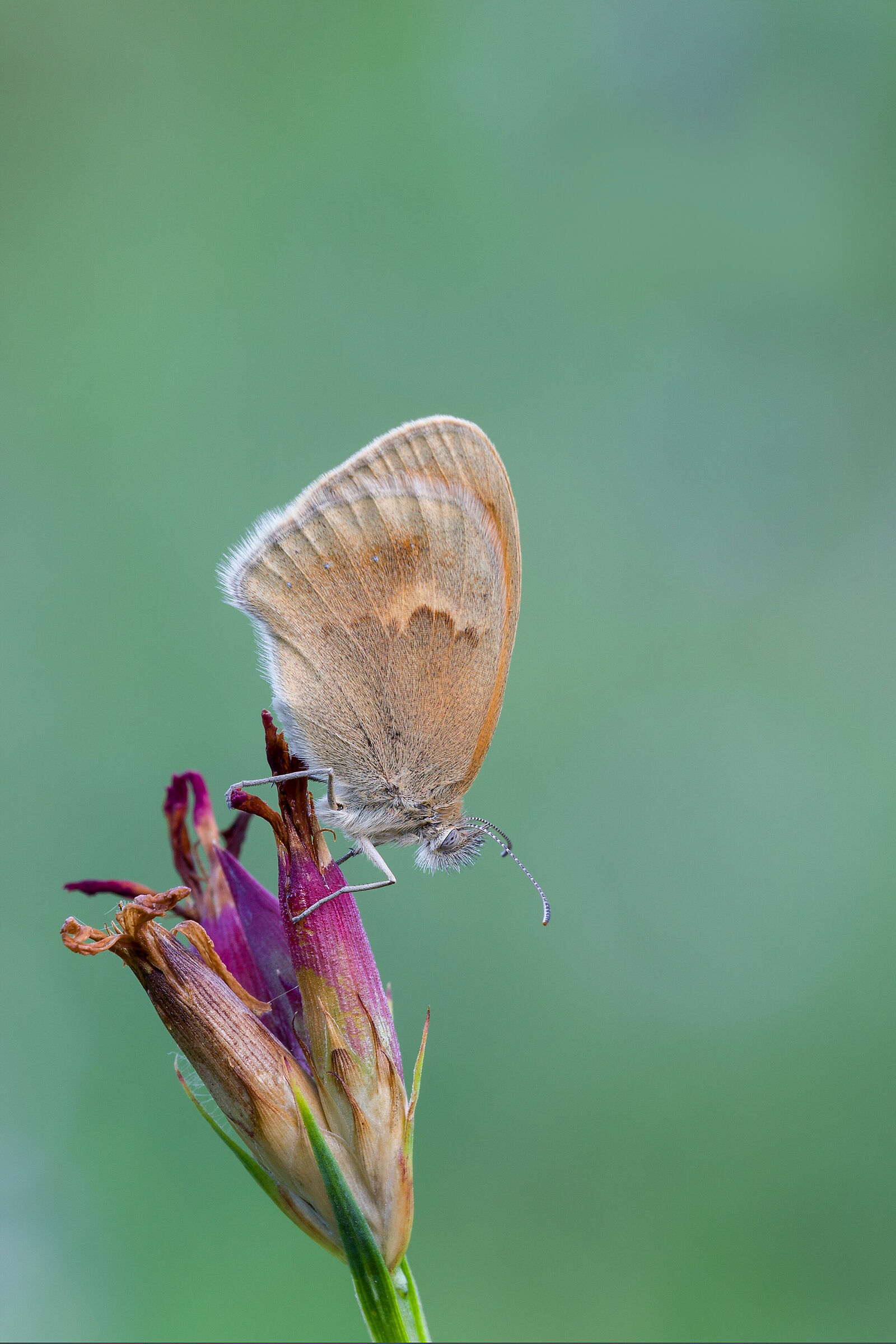 Coenonympha pamphilus