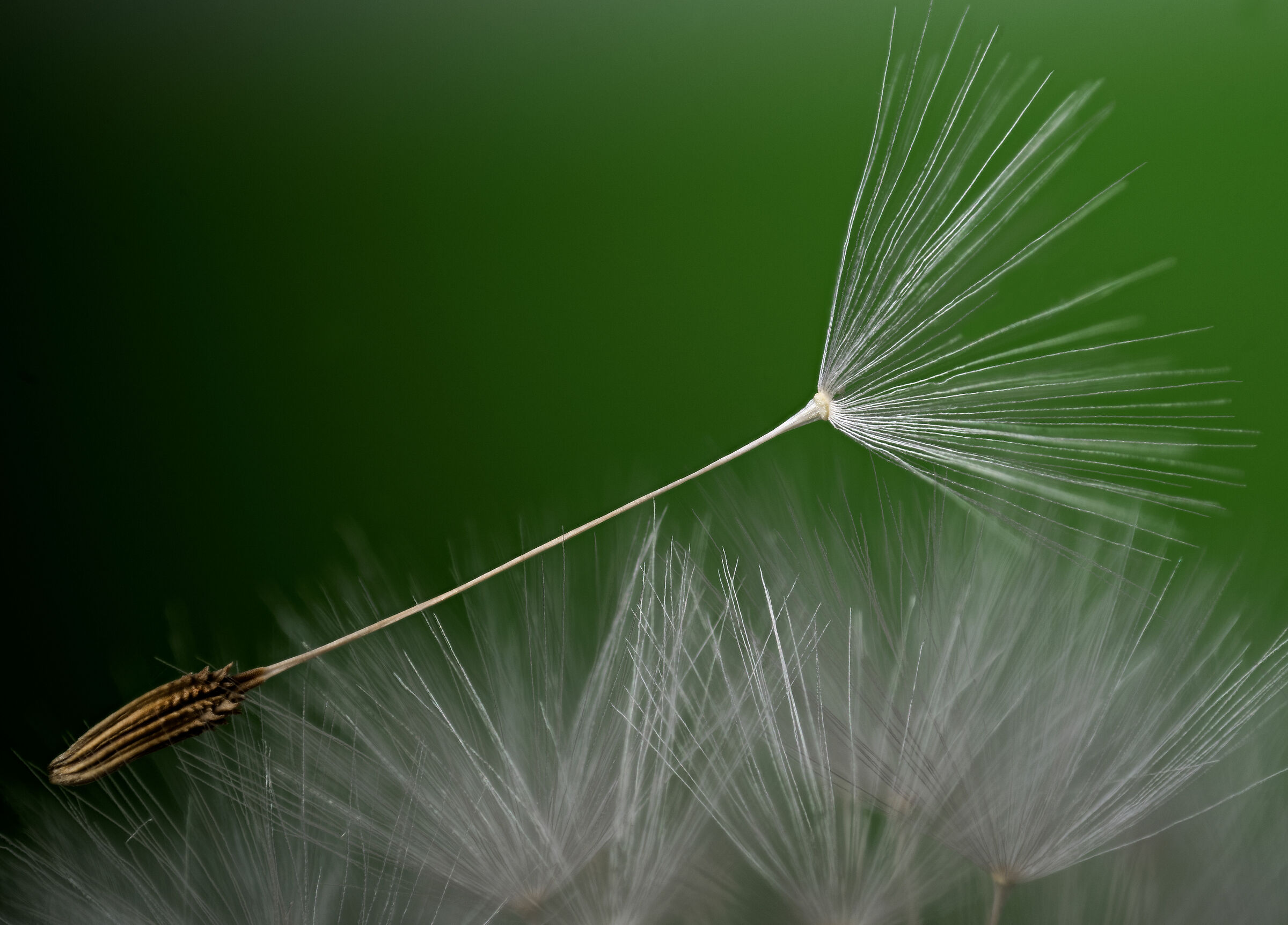 Seme di Dente di leone