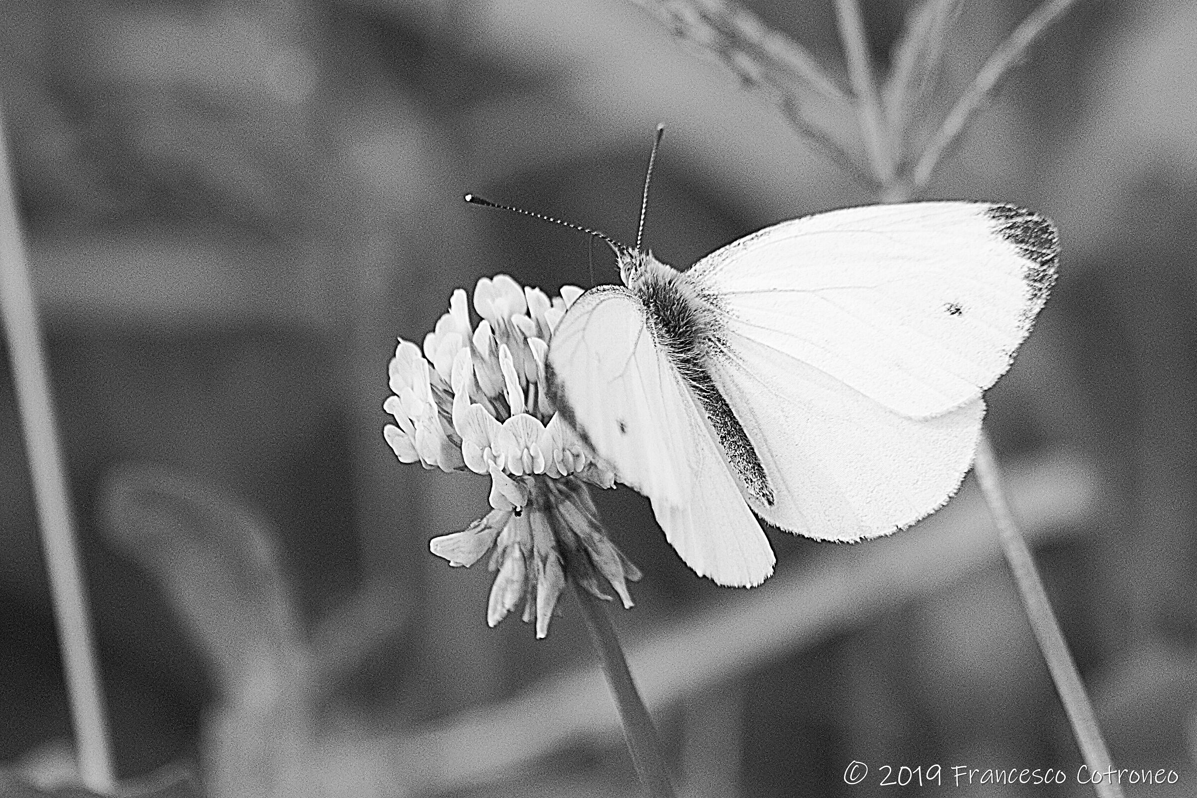 Cavolaia in bianco e nero