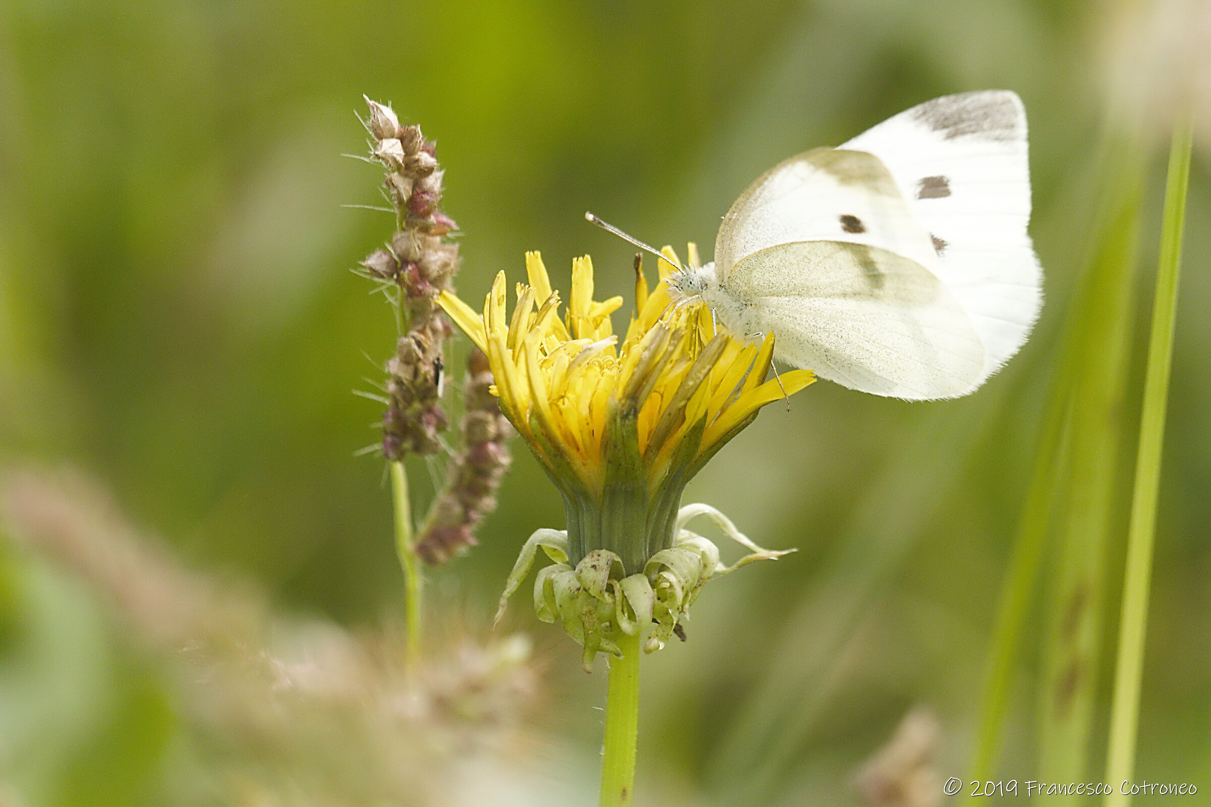 Cavolaia bella e bianca