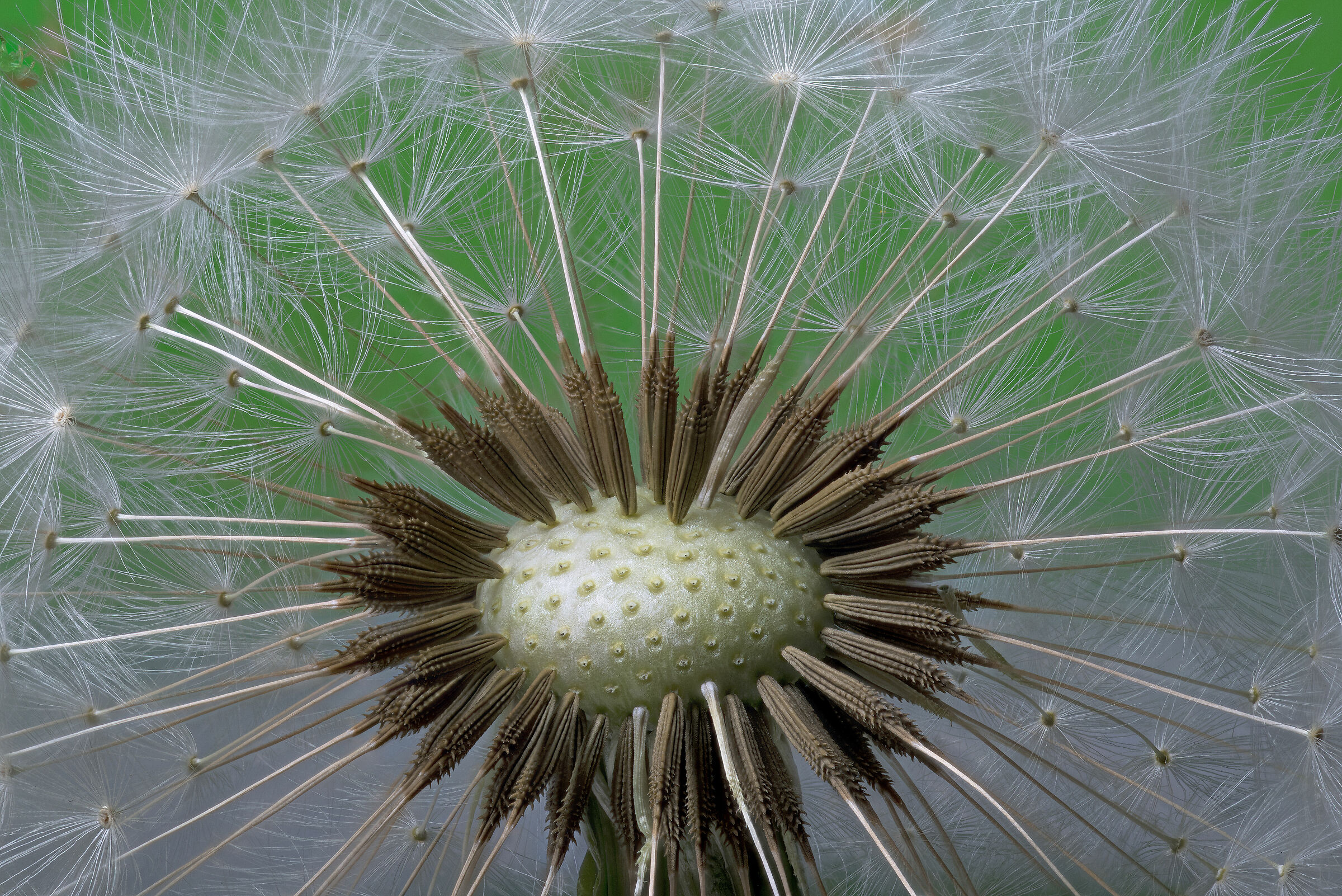 Fiore di Dente di leone