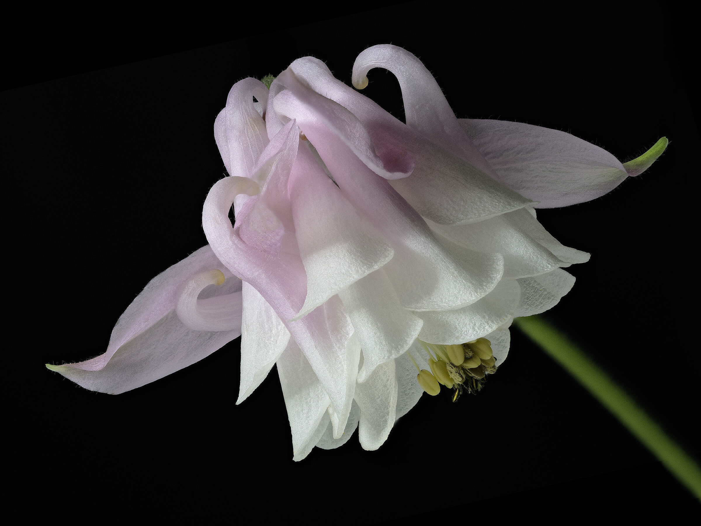 Aquilegia vulgaris