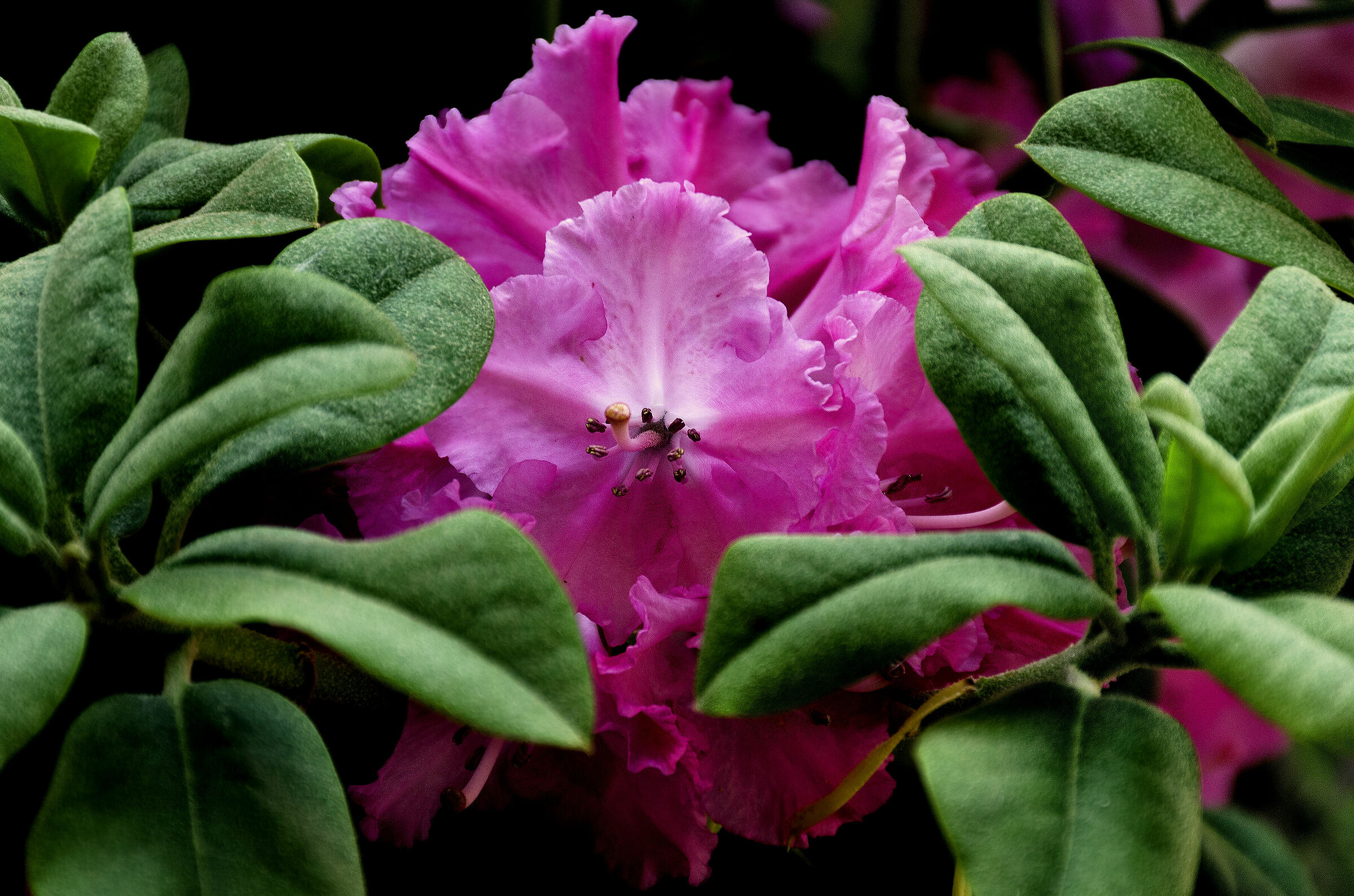 Rhododendron