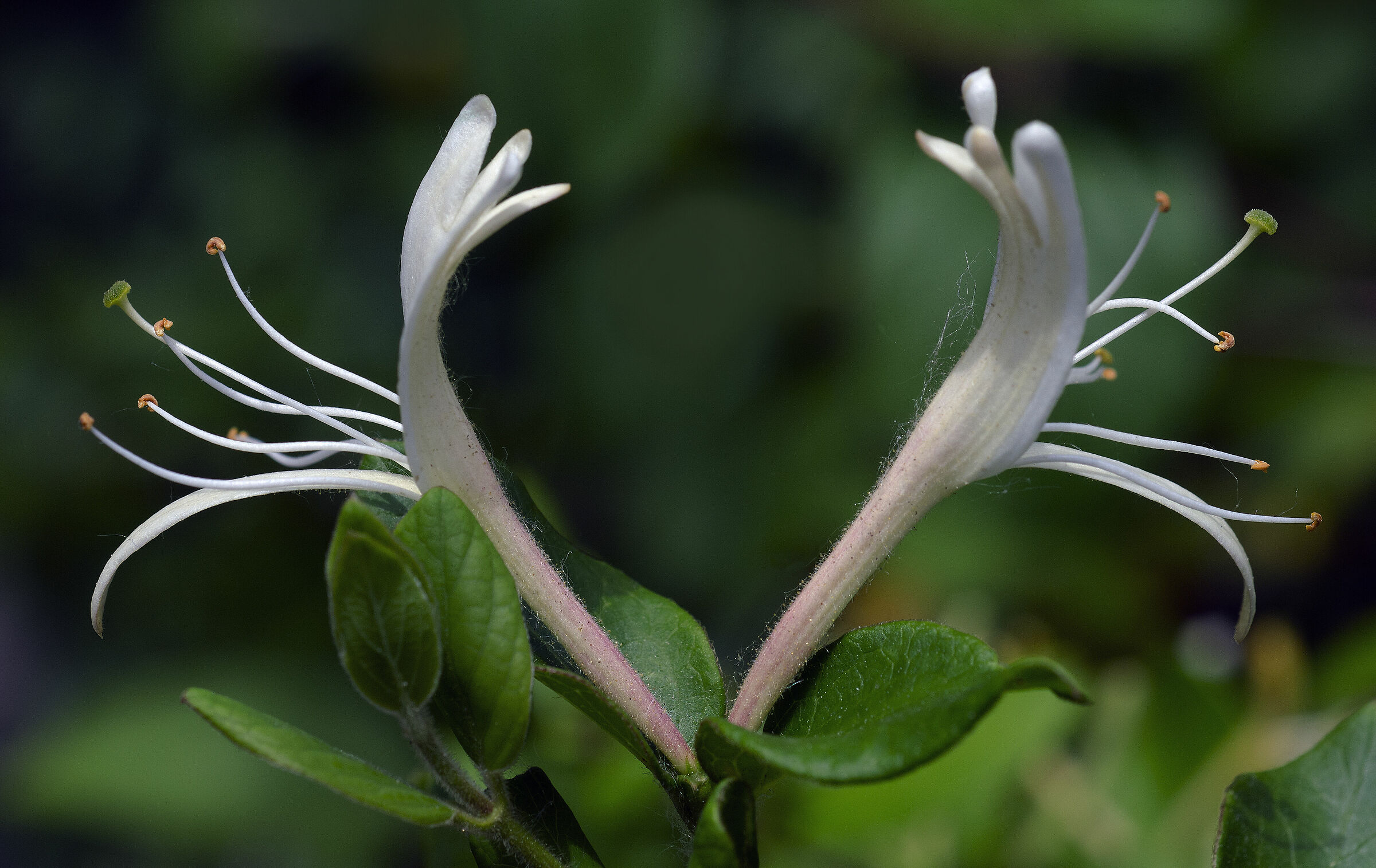 Fiore di Caprifoglio